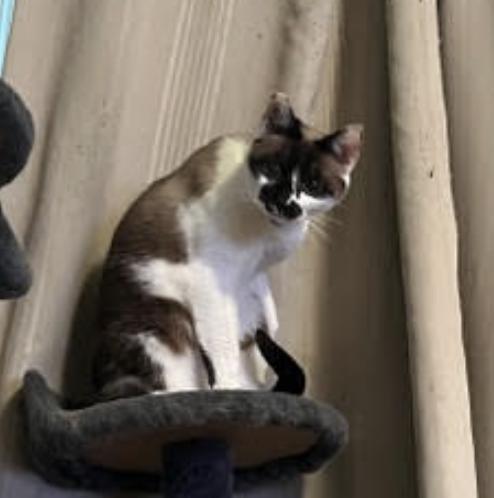 Enlarge Willow (Courtesy Post), a Adoptable mixed breed in San Jose, CA image 2/3