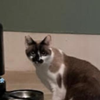 Enlarge Willow (Courtesy Post), a Adoptable mixed breed in San Jose, CA image 3/3