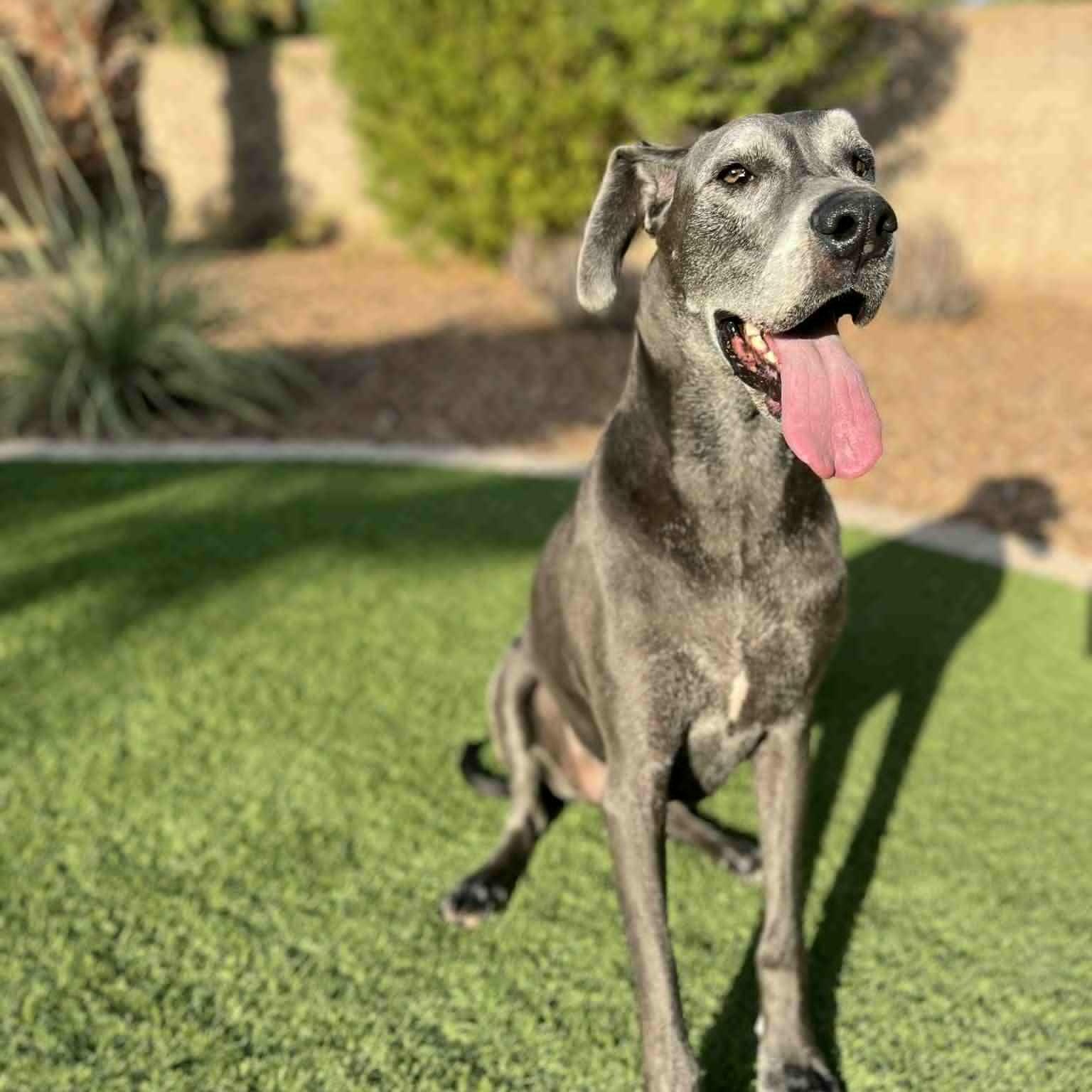 Willow, Adoptable, Adult Female Great Dane.
