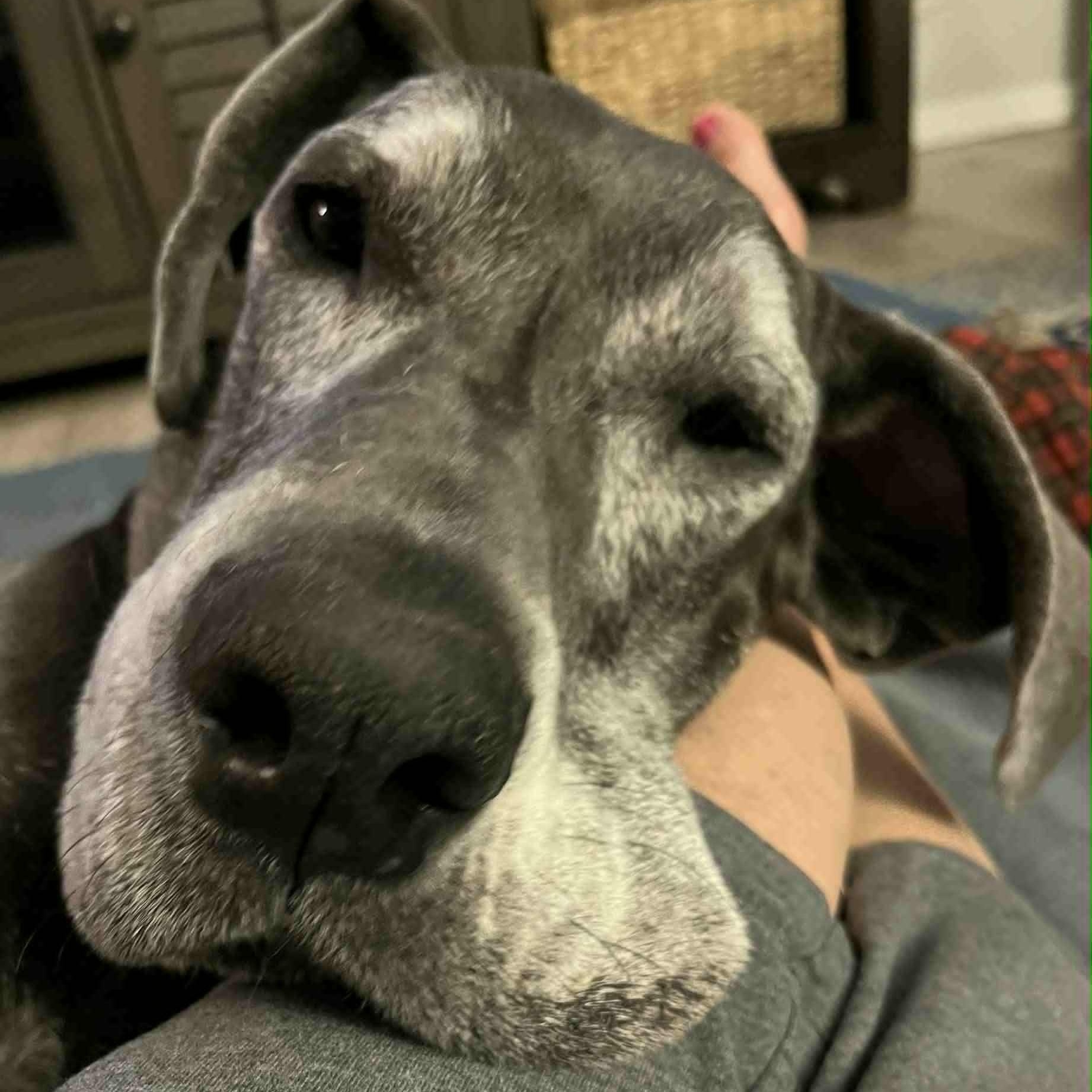 Enlarge Willow, a Adoptable Great Dane in Mesa, AZ image 2/6