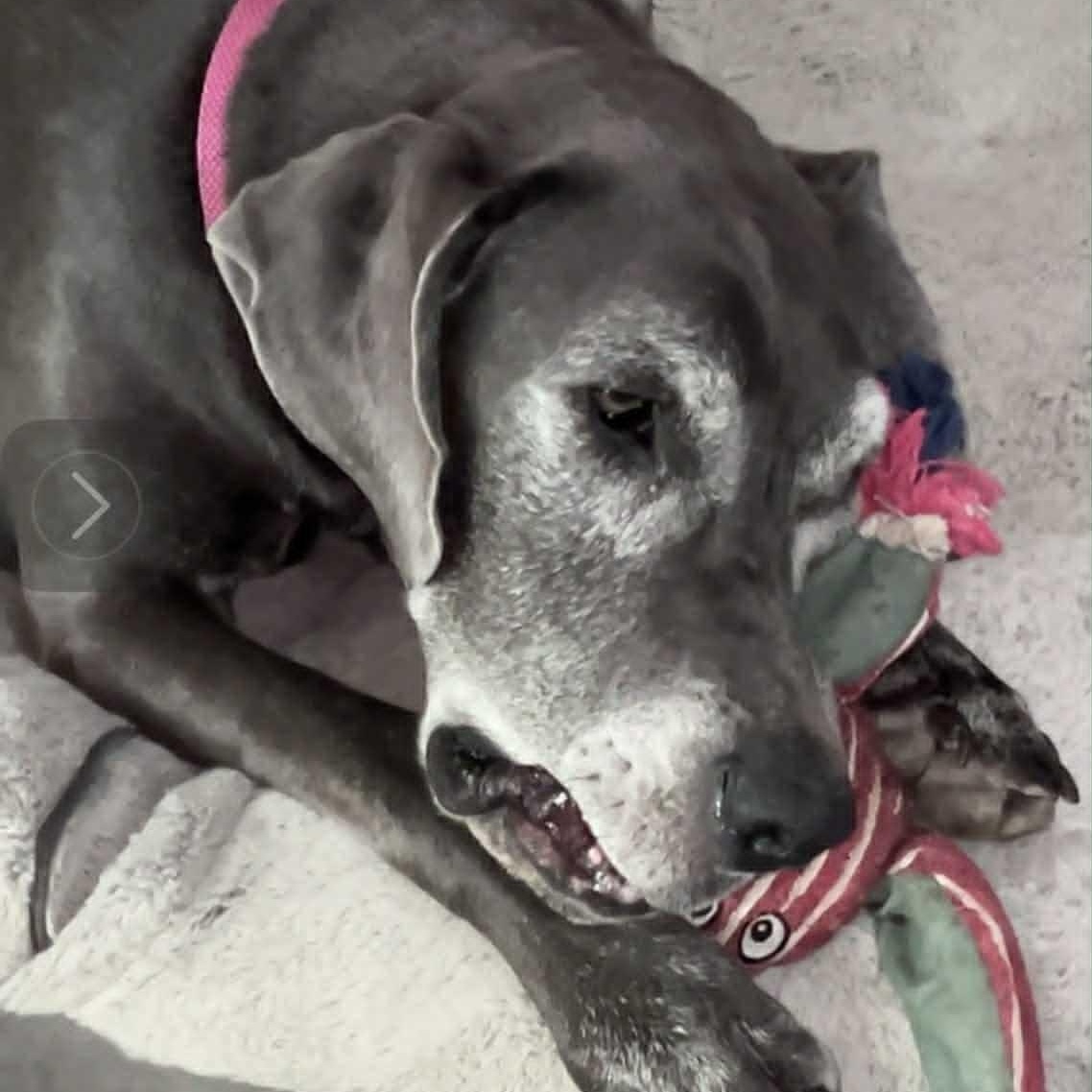 Enlarge Willow, a Adoptable Great Dane in Mesa, AZ image 3/6