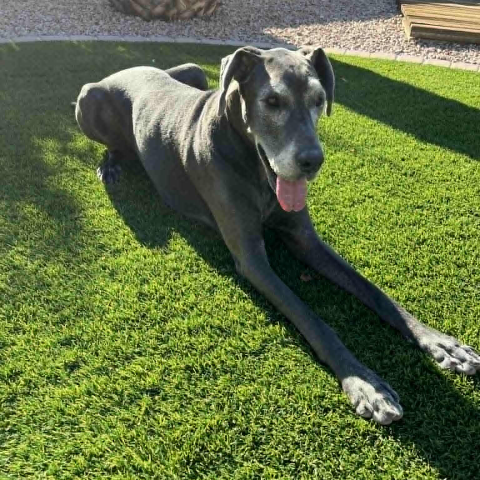 Enlarge Willow, a Adoptable Great Dane in Mesa, AZ image 4/6
