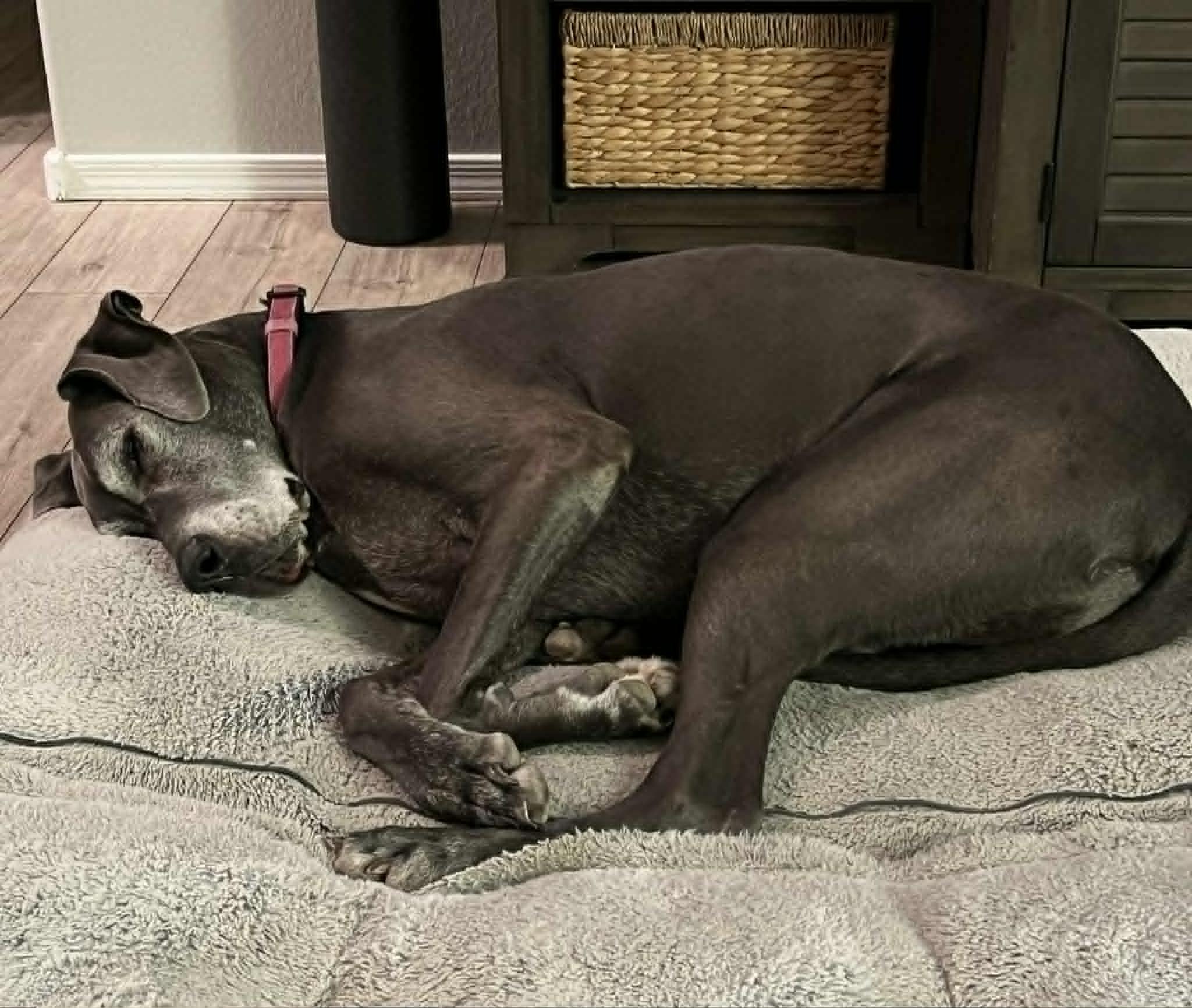 Enlarge Willow, a Adoptable Great Dane in Mesa, AZ image 5/6