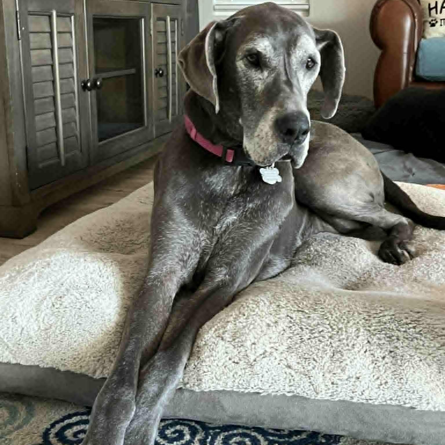 Enlarge Willow, a Adoptable Great Dane in Mesa, AZ image 6/6