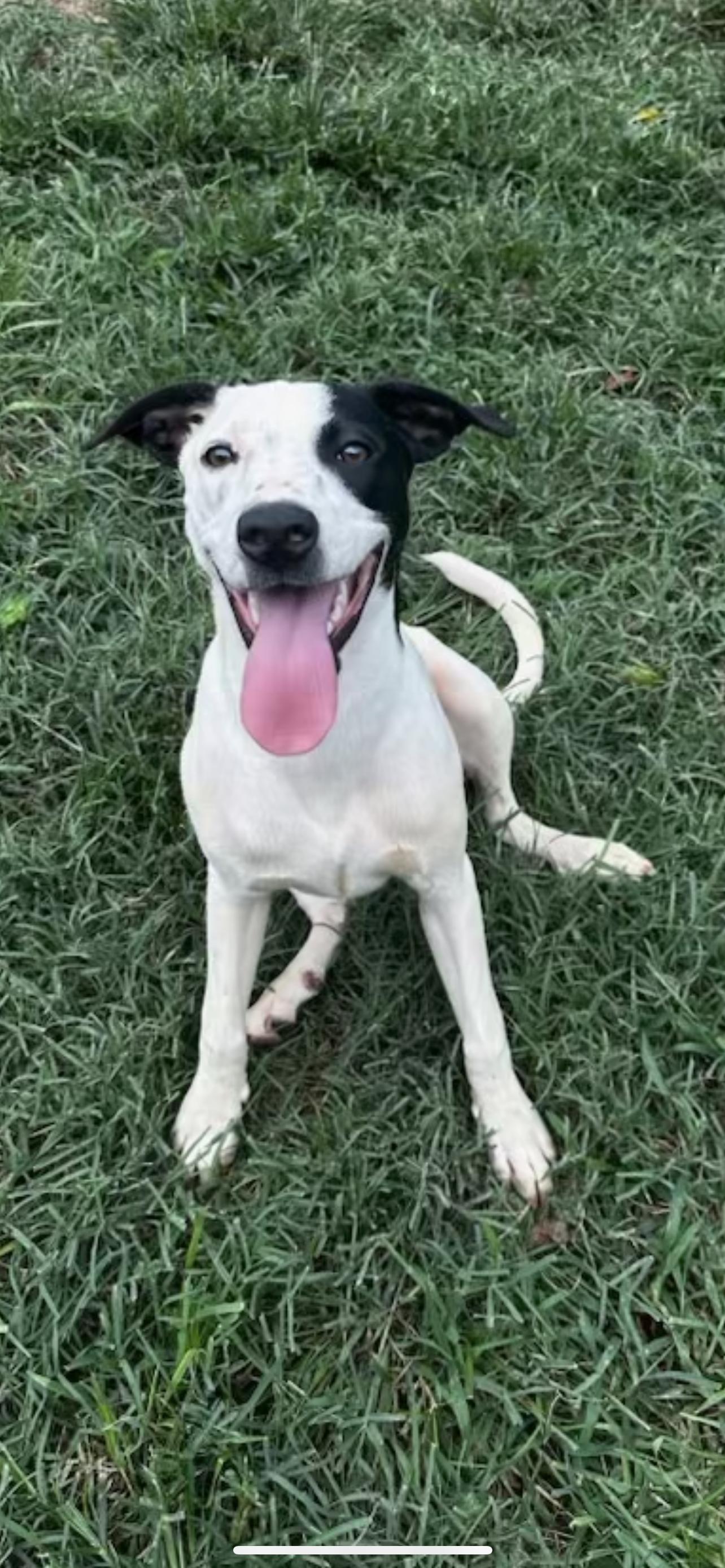 Puppita, Adoptable, Young Female Hound.