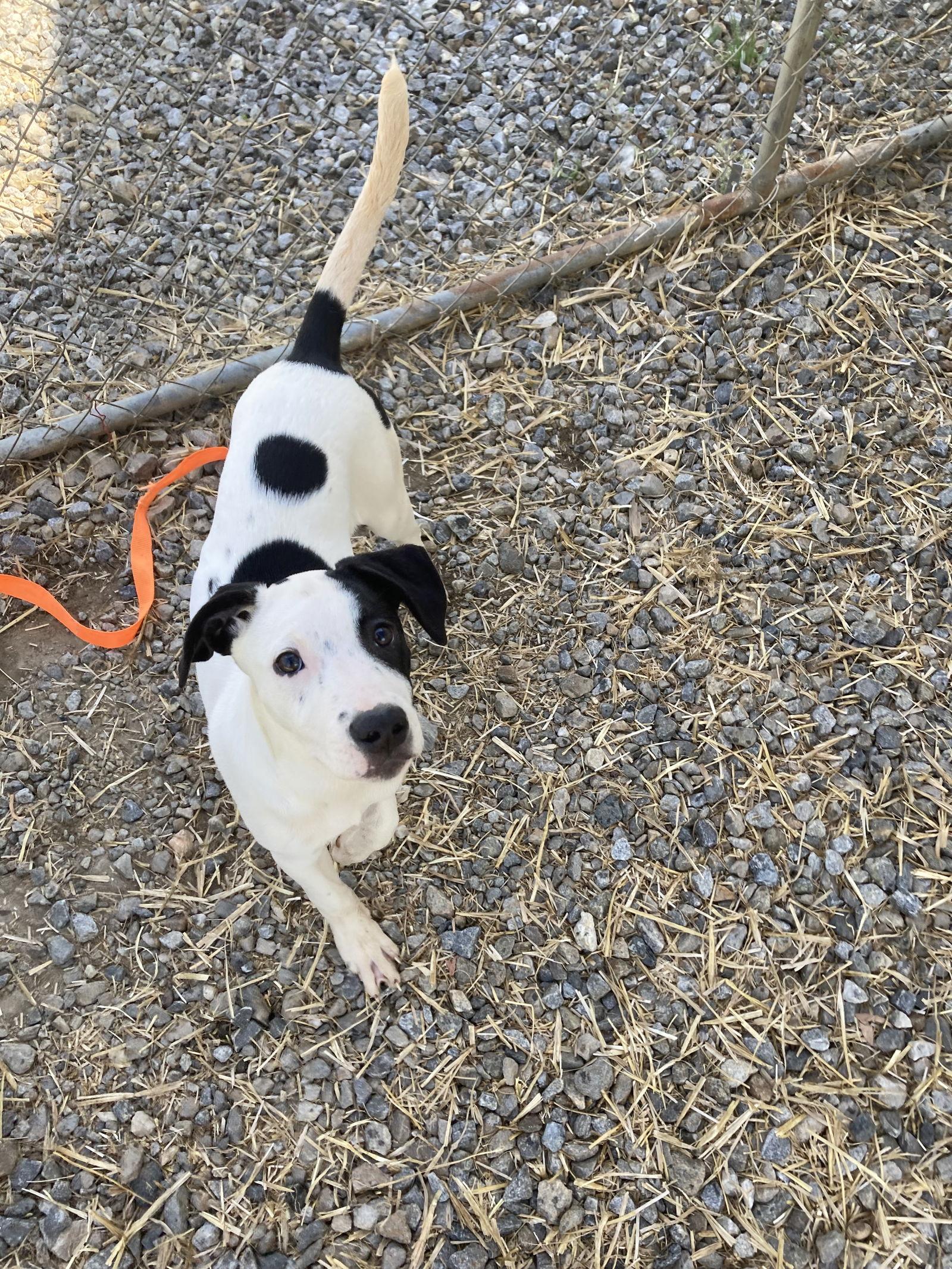 Puppita, a Adoptable Hound in Chatham, VA image 2/3