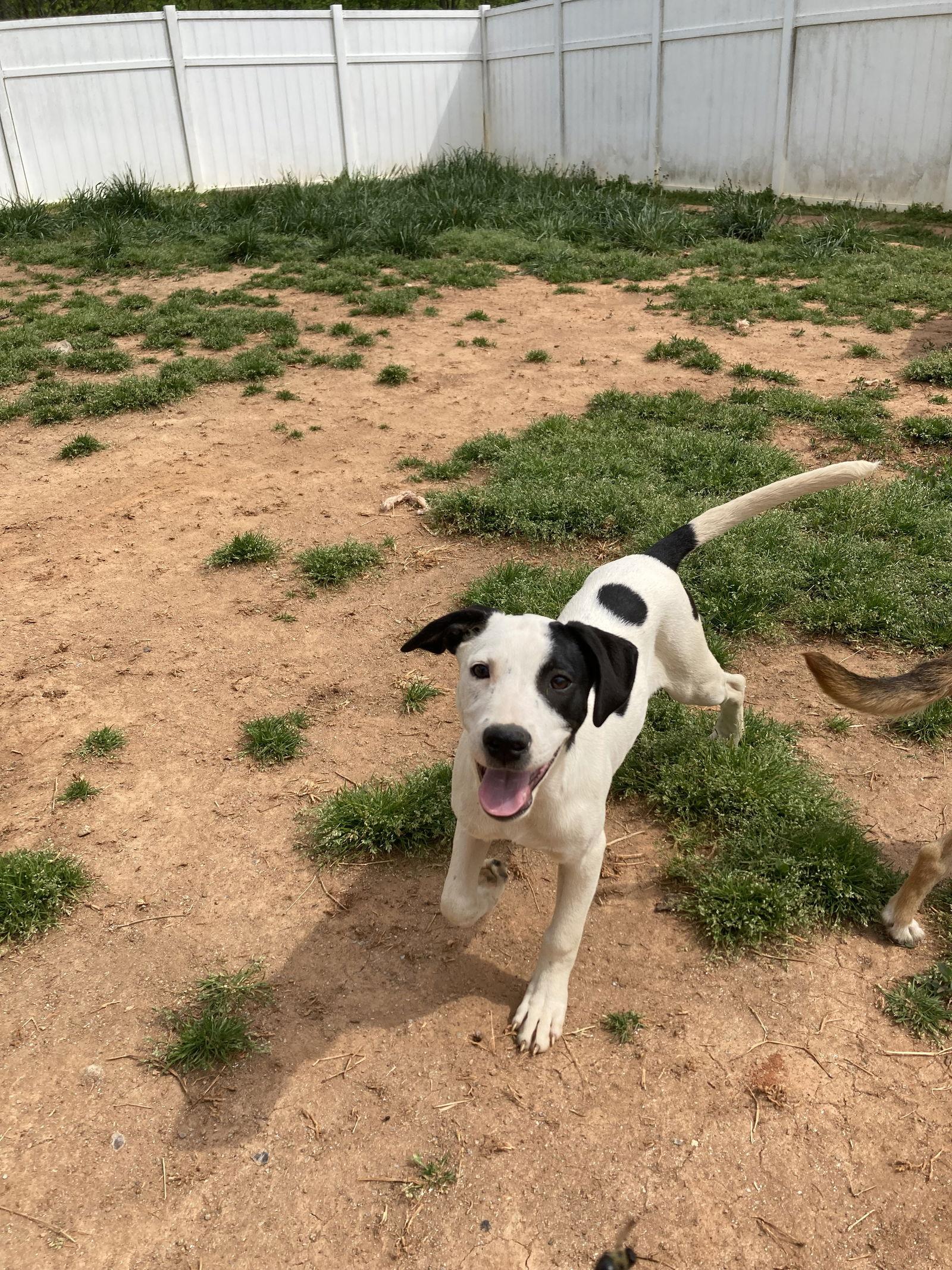 Puppita, a Adoptable Hound in Chatham, VA image 3/3