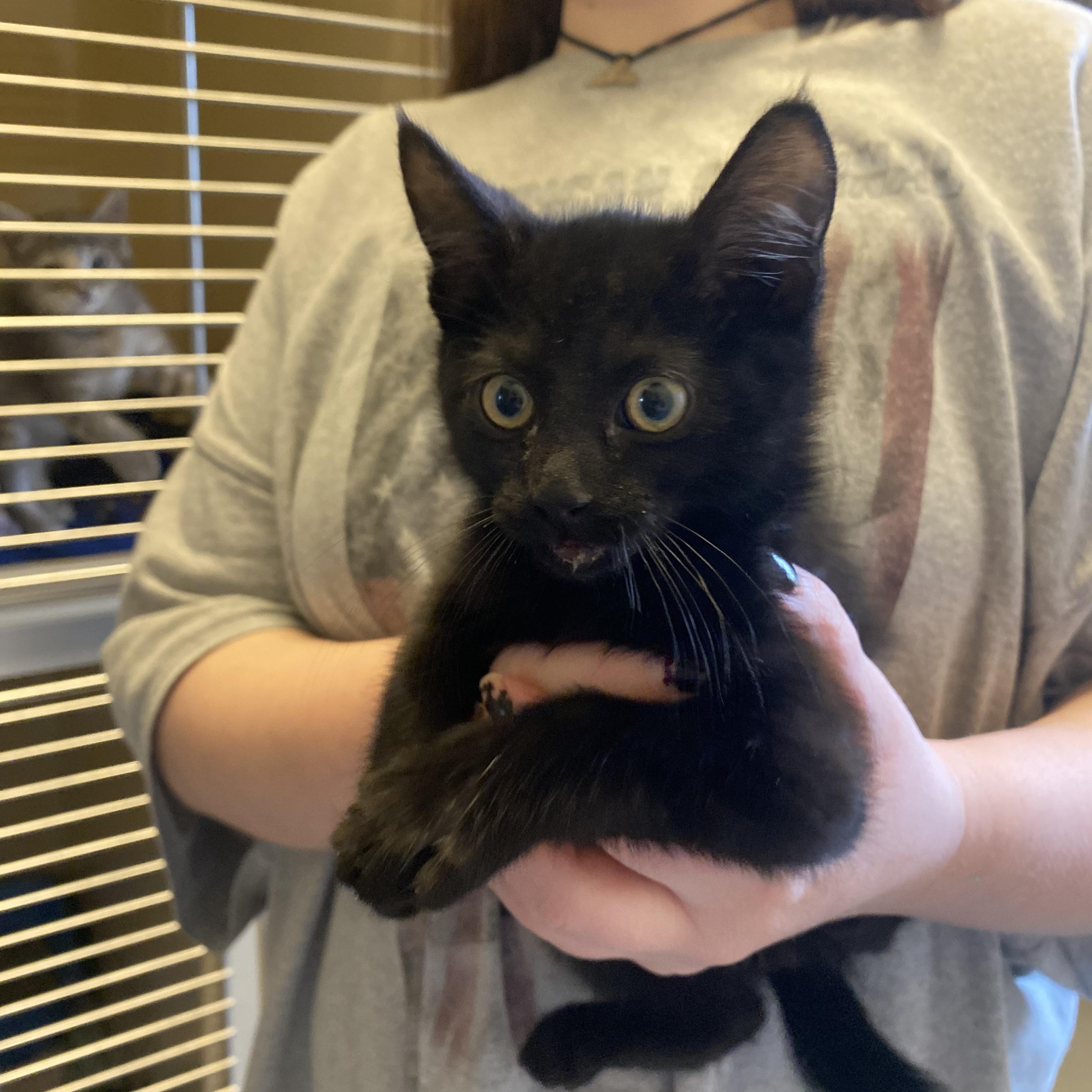 Enlarge Stray Kitten, a ADOPTABLE Domestic Short Hair in Hays, KS image 3/3