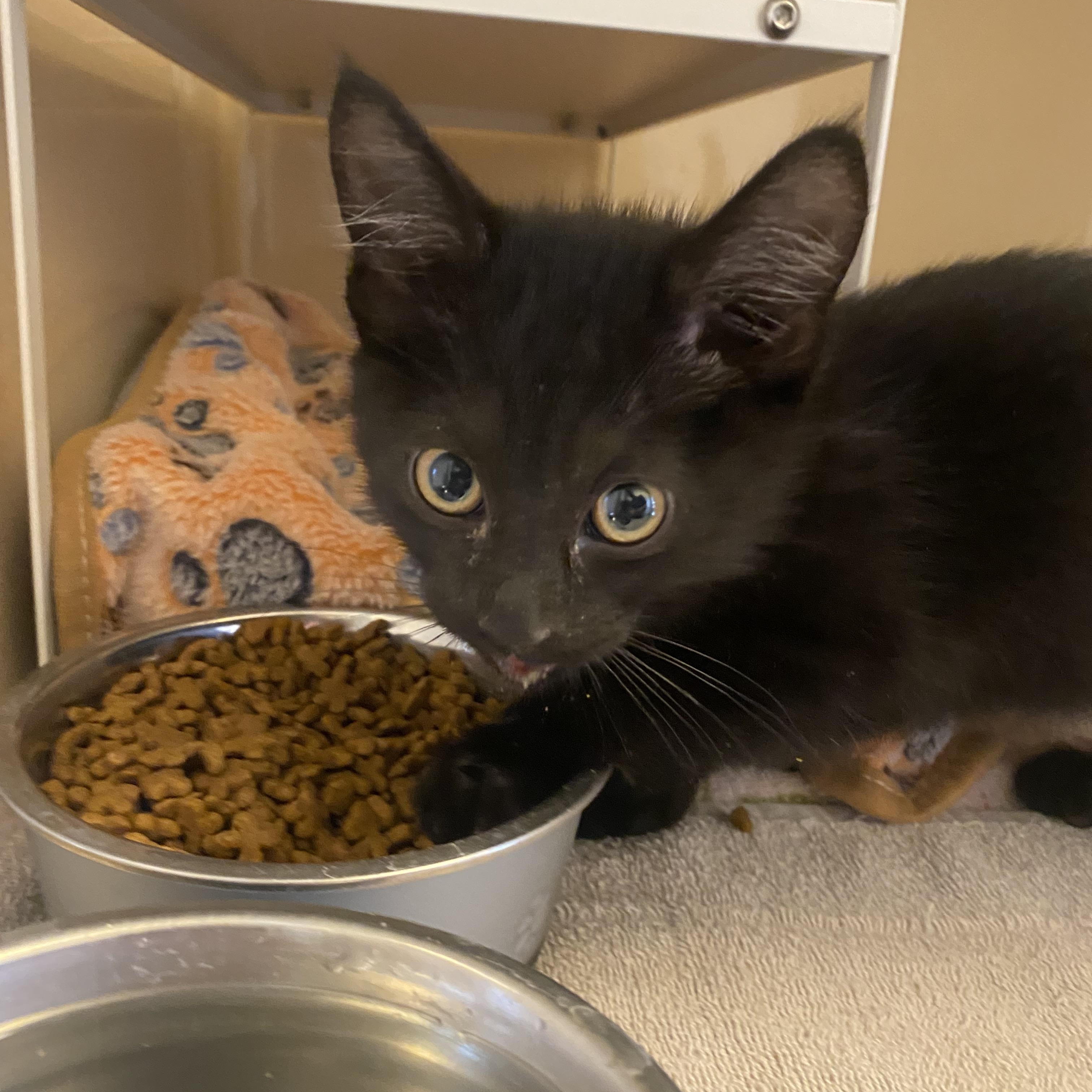 Enlarge Stray Kitten, a ADOPTABLE Domestic Short Hair in Hays, KS image 2/3