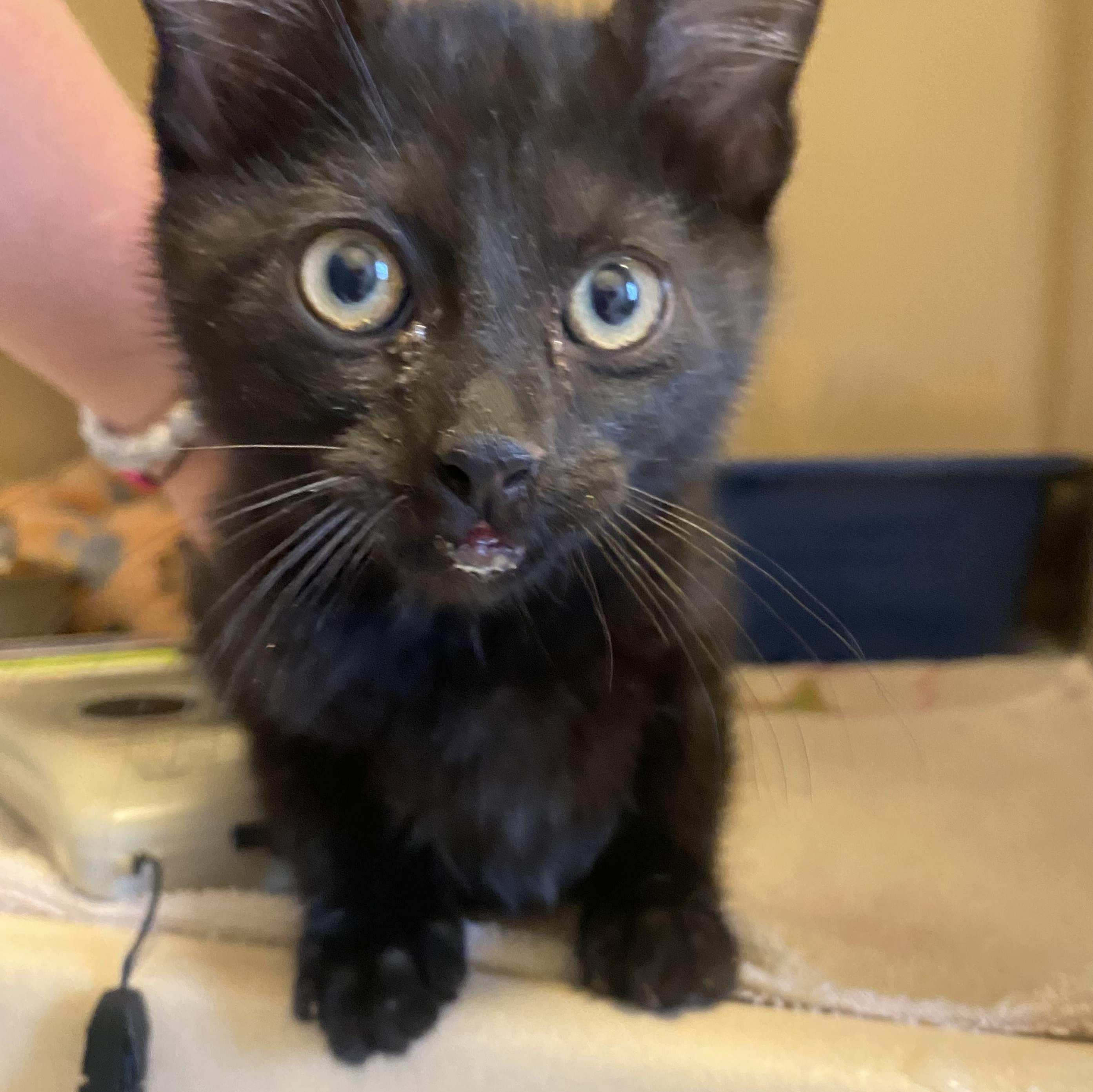 Enlarge Stray Kitten, a ADOPTABLE Domestic Short Hair in Hays, KS image 1/3