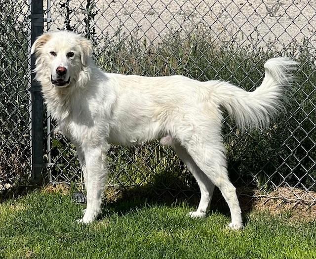 Enlarge Archie - 61330490, a ADOPTABLE mixed breed in Elko, NV image 1/1