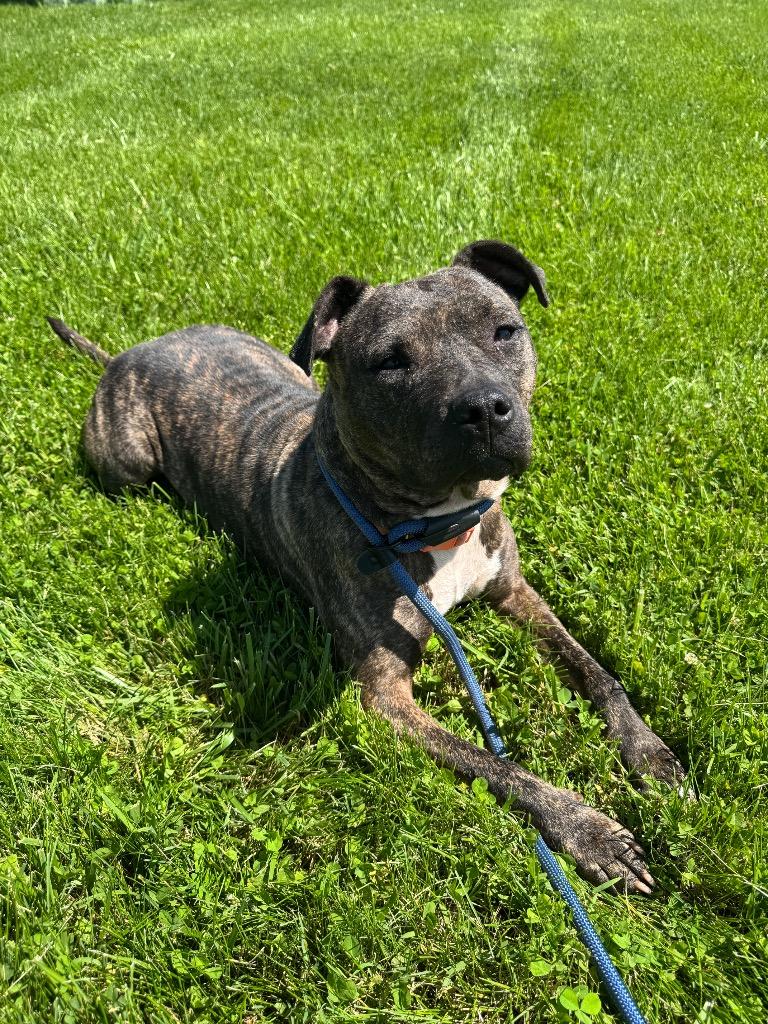 Dazi, Adoptable, Adult Female Mixed Breed.