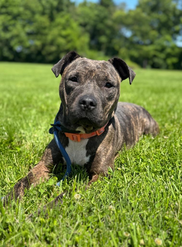 Dazi, a Adoptable mixed breed in Springfield, OH image 2/6