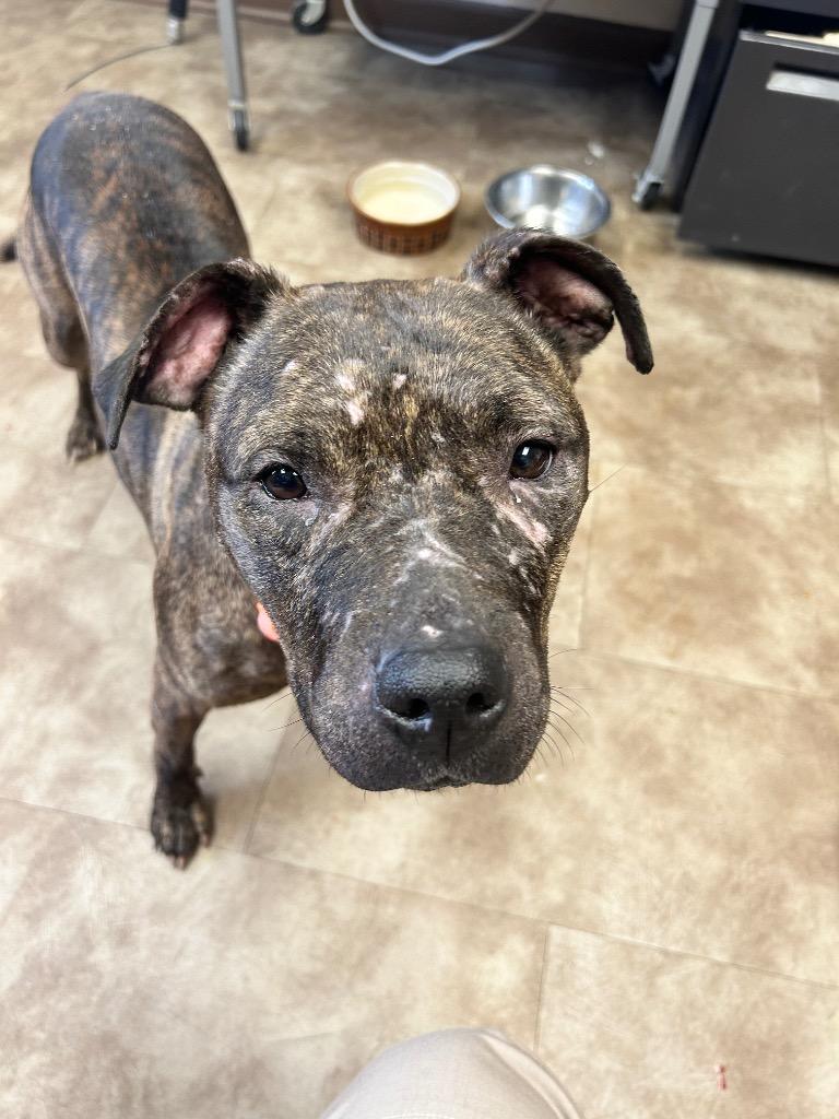 Dazi, a Adoptable mixed breed in Springfield, OH image 3/6