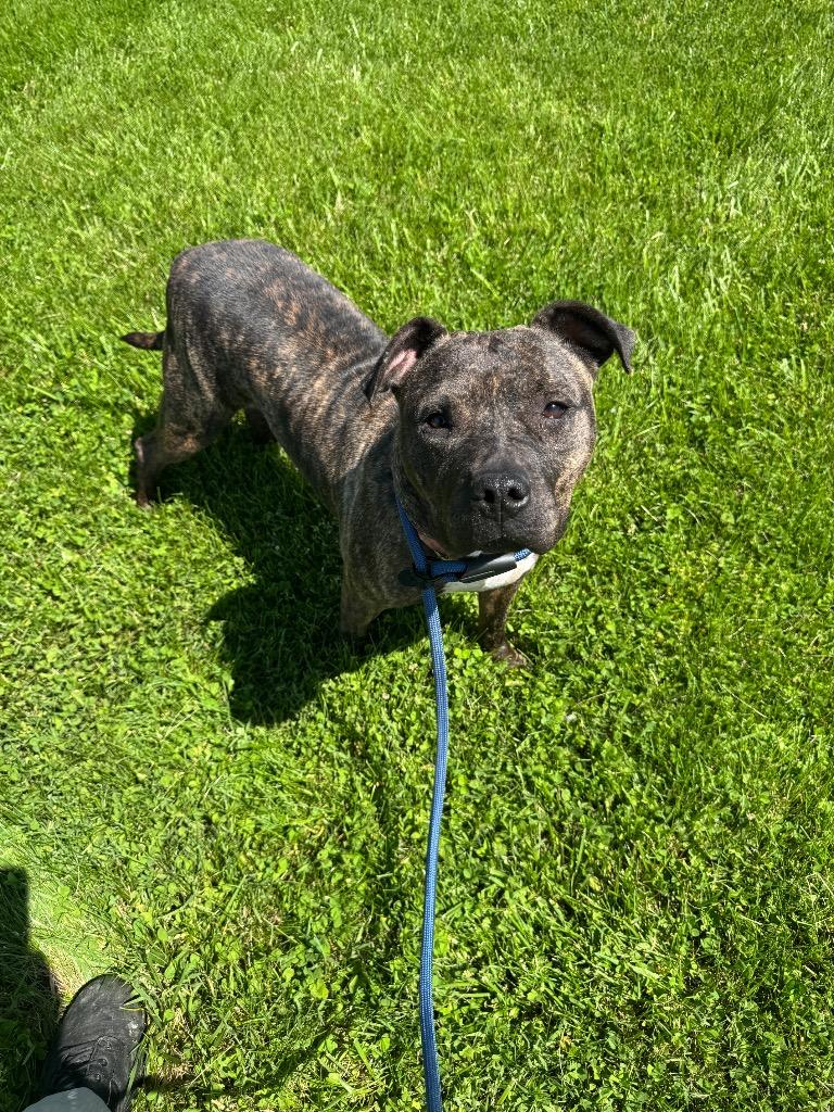 Dazi, a Adoptable mixed breed in Springfield, OH image 4/6