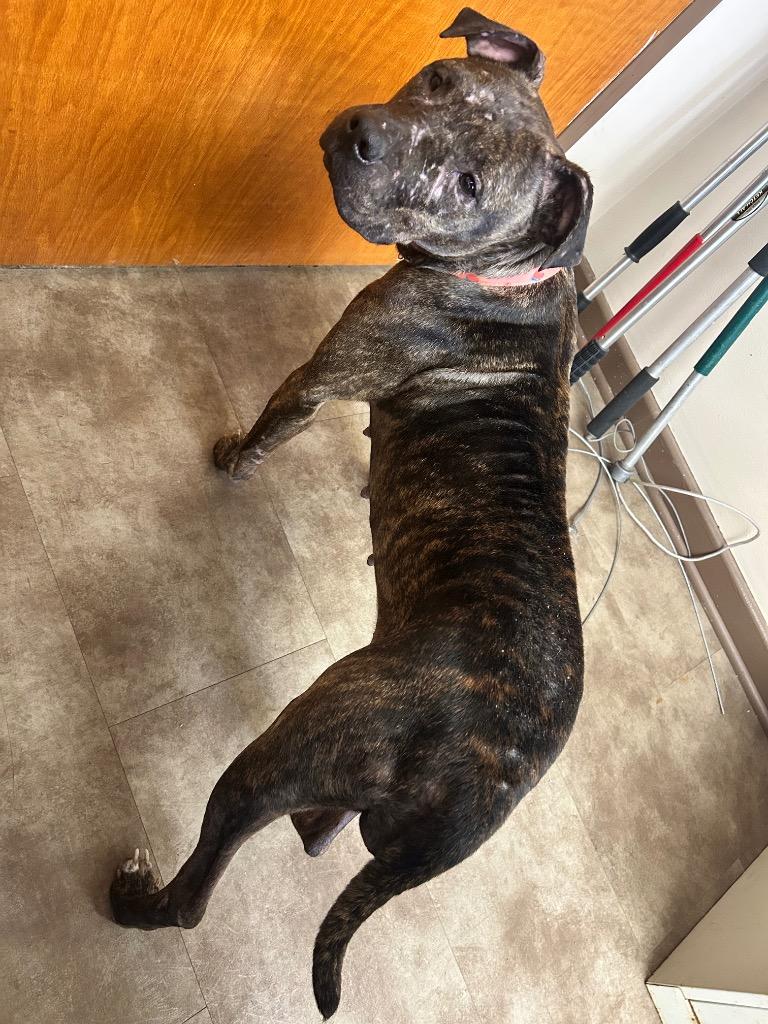 Dazi, a Adoptable mixed breed in Springfield, OH image 5/6