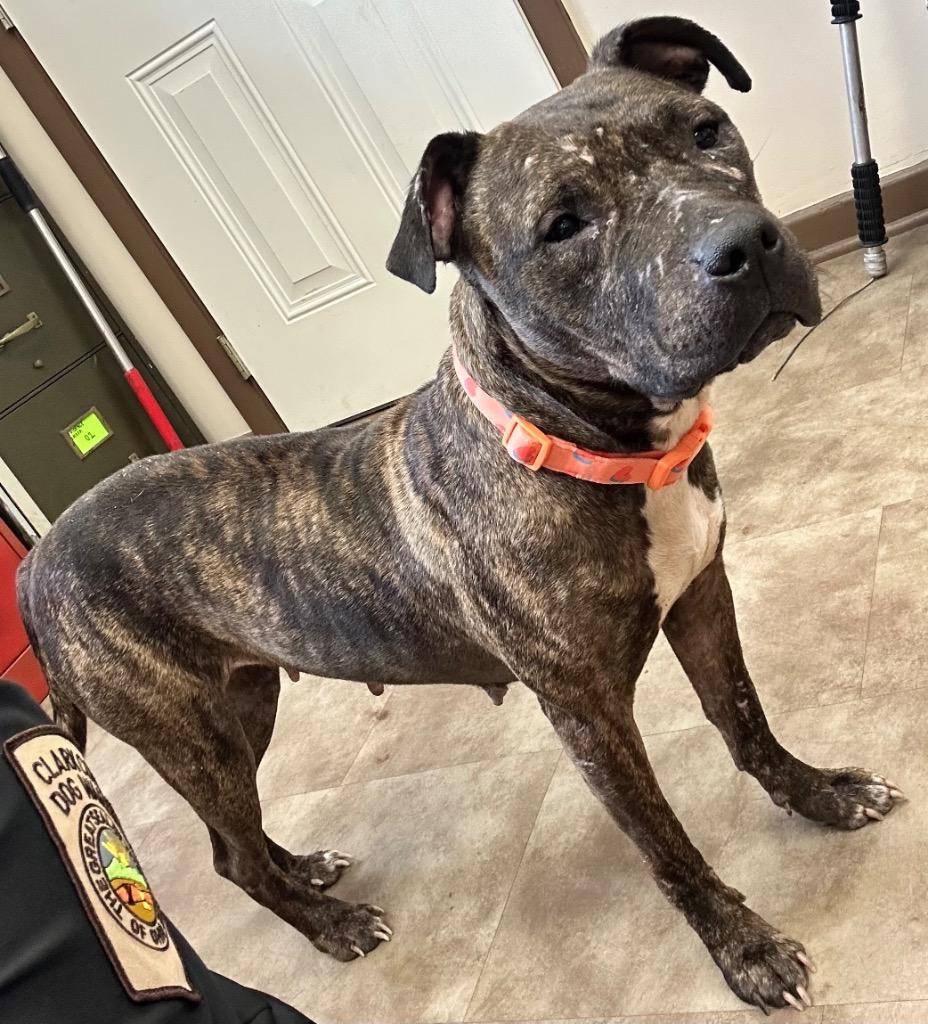 Dazi, a Adoptable mixed breed in Springfield, OH image 6/6