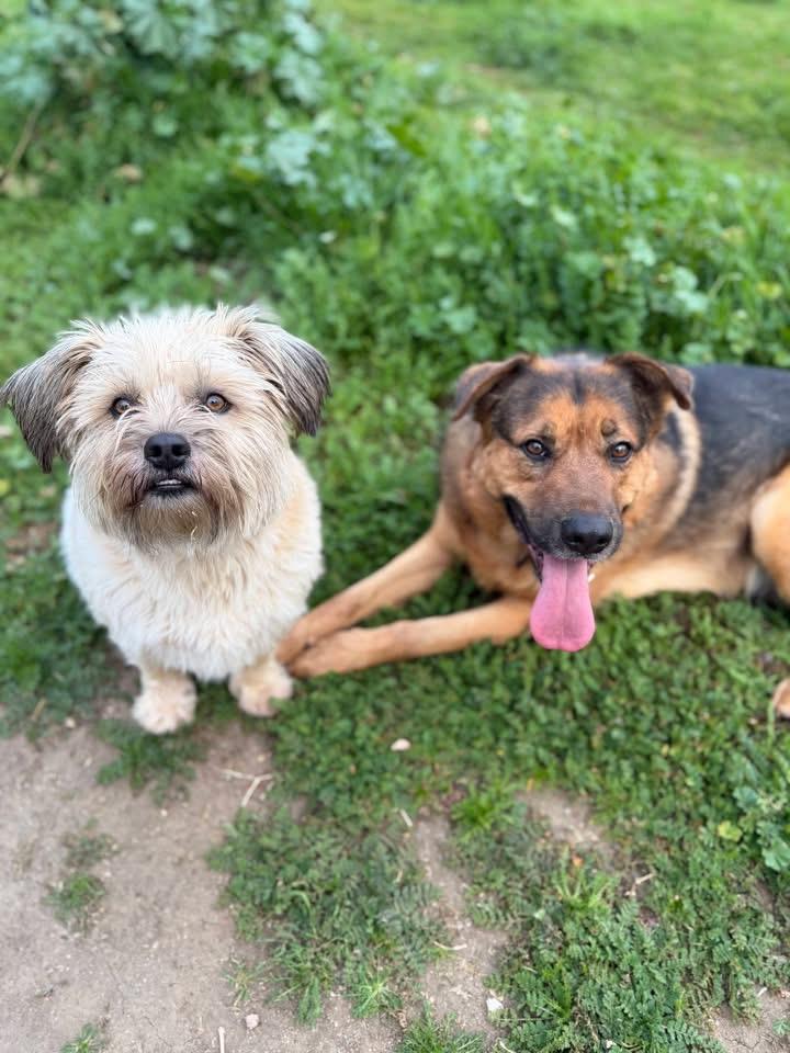 Enlarge Scout - One of a Bonded Pair, a Adoptable mixed breed in MURRIETA, CA image 3/6