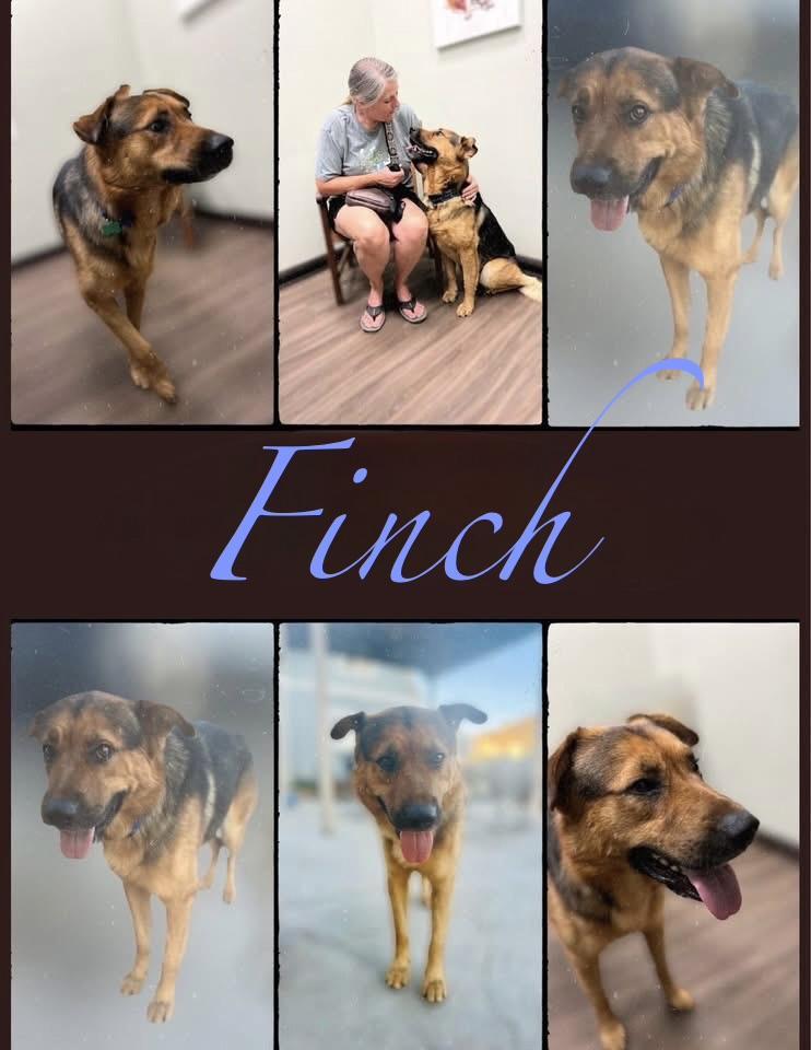Enlarge Scout - One of a Bonded Pair, a Adoptable mixed breed in MURRIETA, CA image 6/6