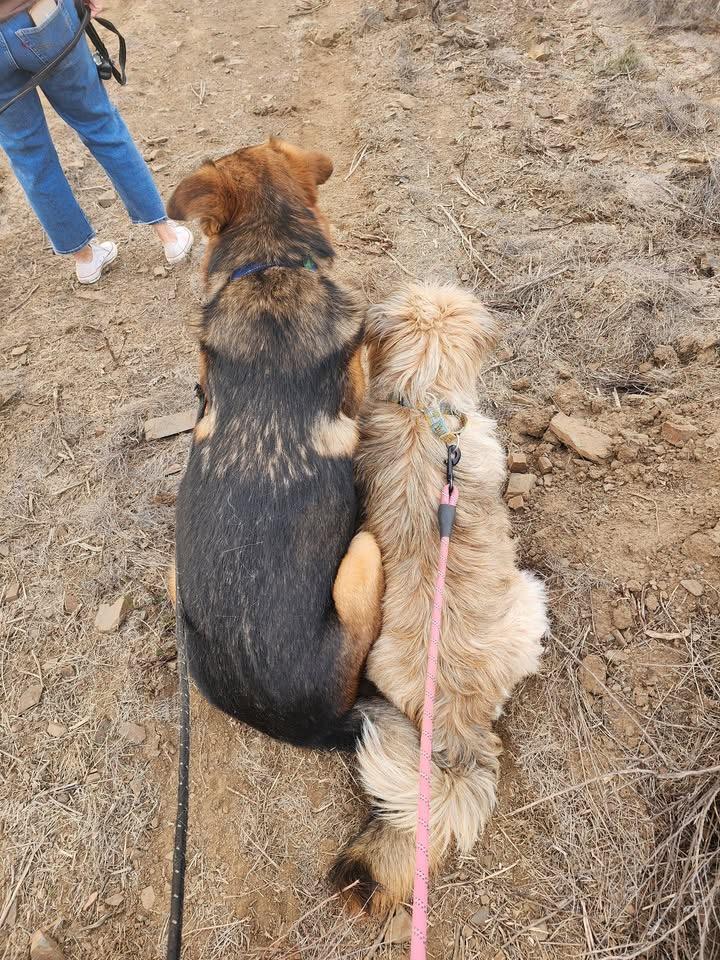 Enlarge Scout - One of a Bonded Pair, a Adoptable mixed breed in MURRIETA, CA image 4/6