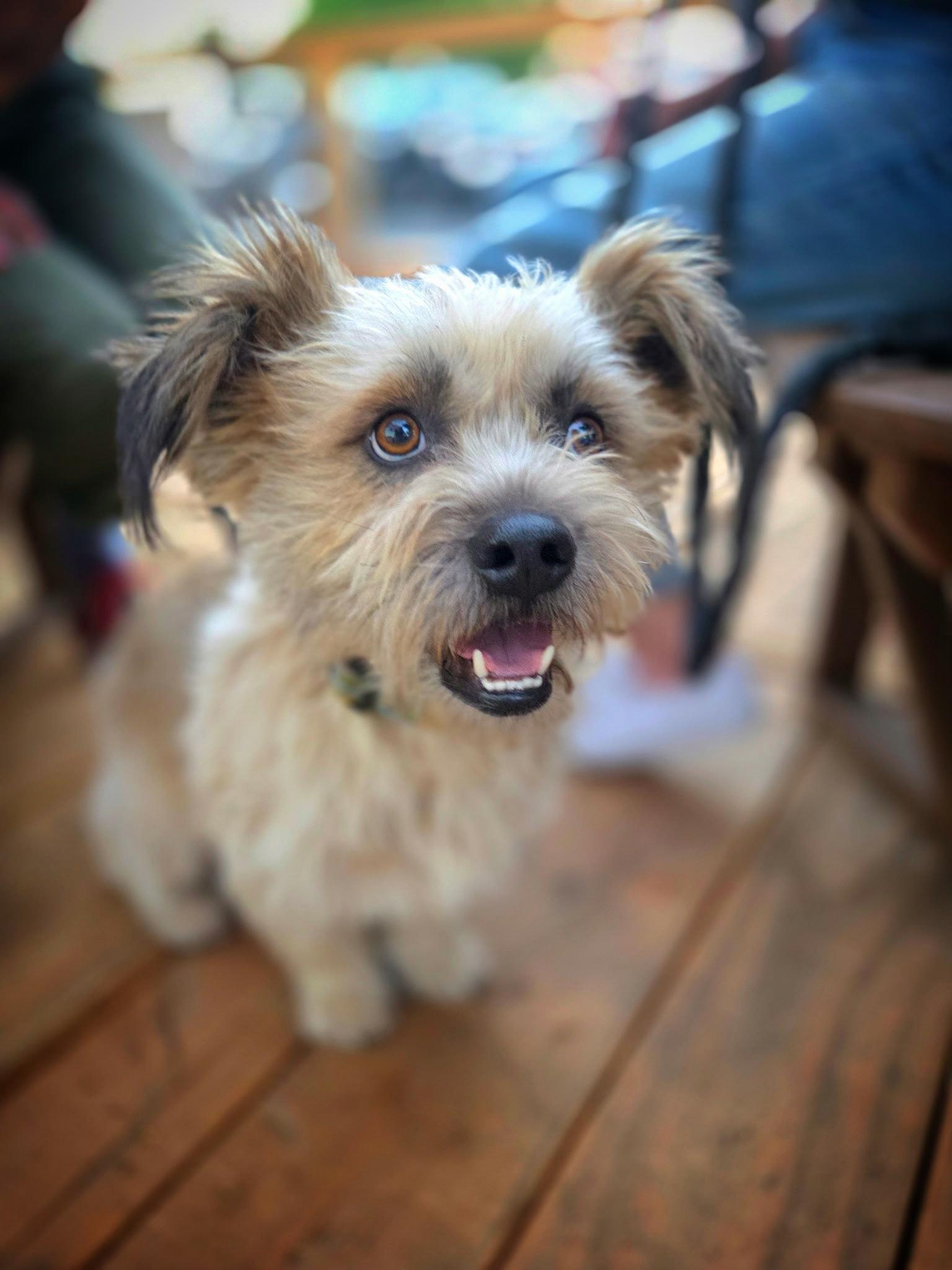 Enlarge Scout - One of a Bonded Pair, a Adoptable mixed breed in MURRIETA, CA image 2/6