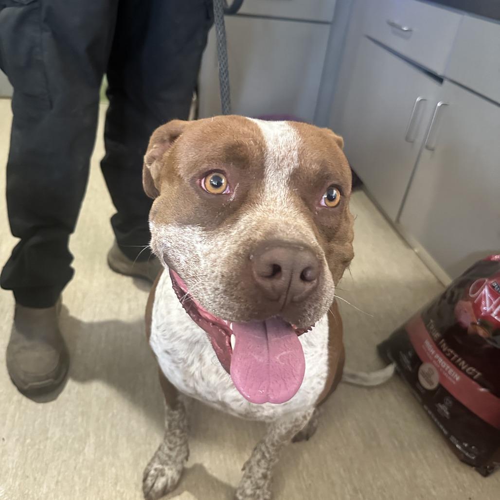 Upgrayedd, Adoptable, Adult Male Mixed Breed.