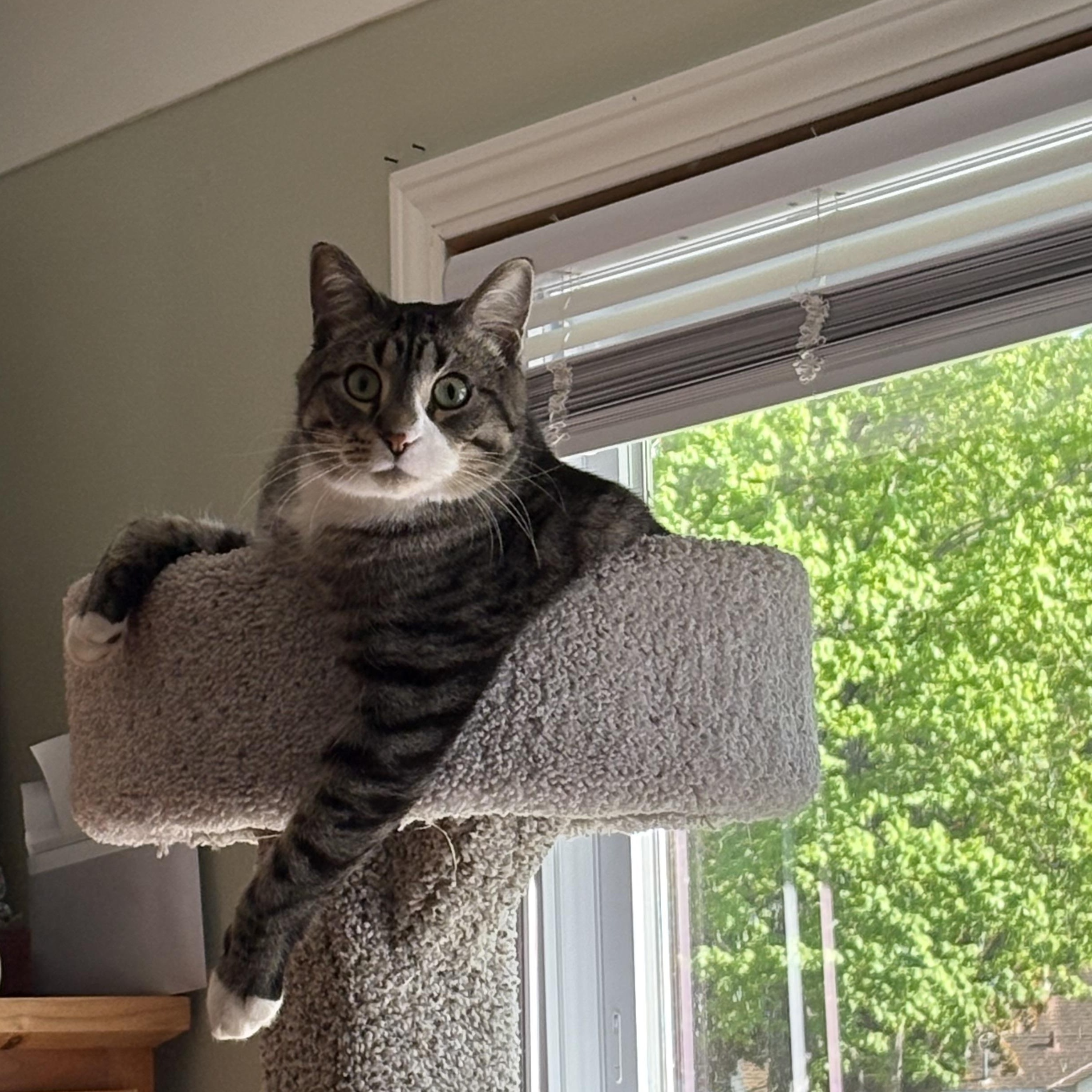 Toe Beans, Adoptable, Adult Male Domestic Short Hair.