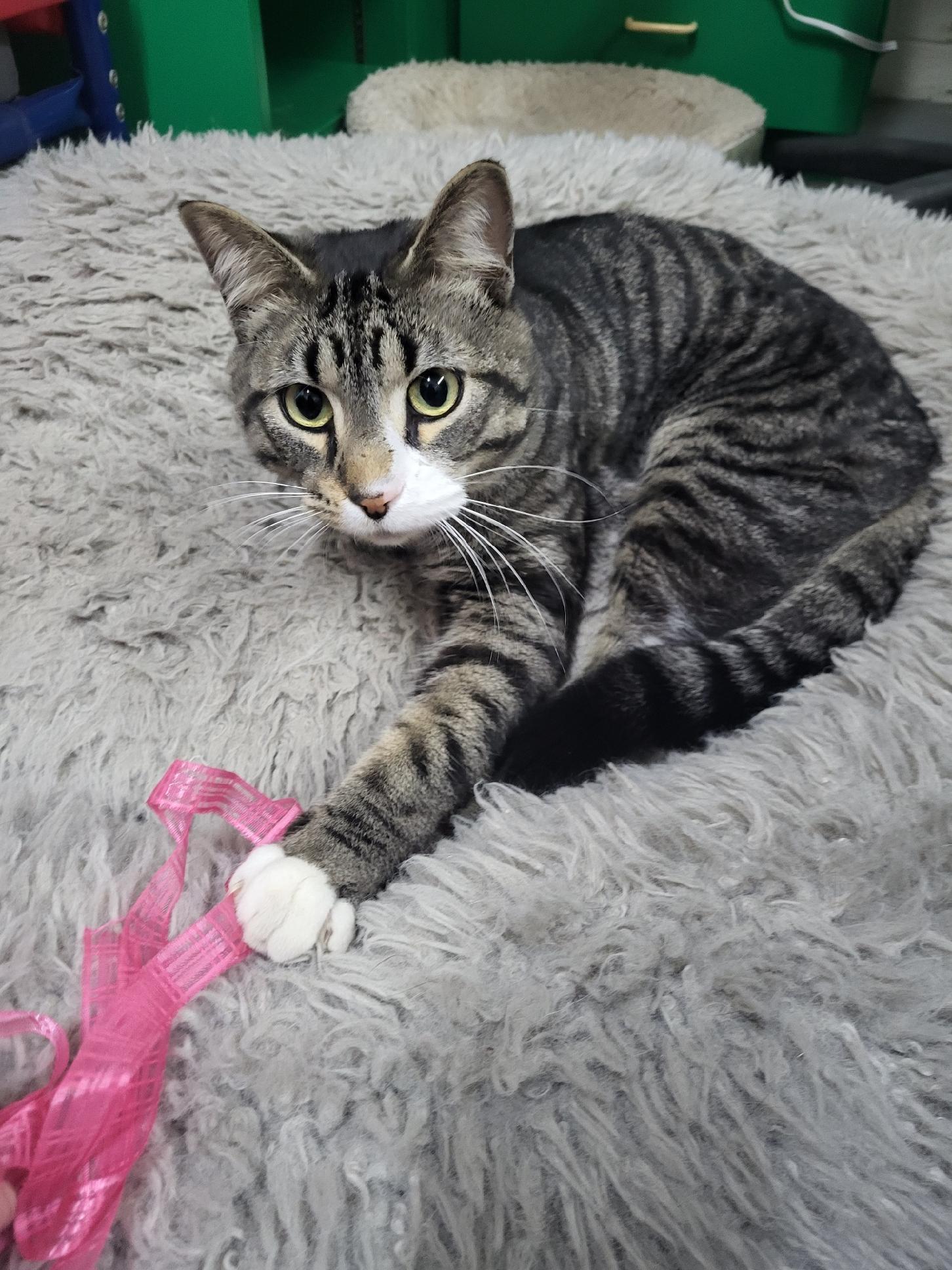 Tommy, Adoptable, Adult Male Domestic Short Hair.