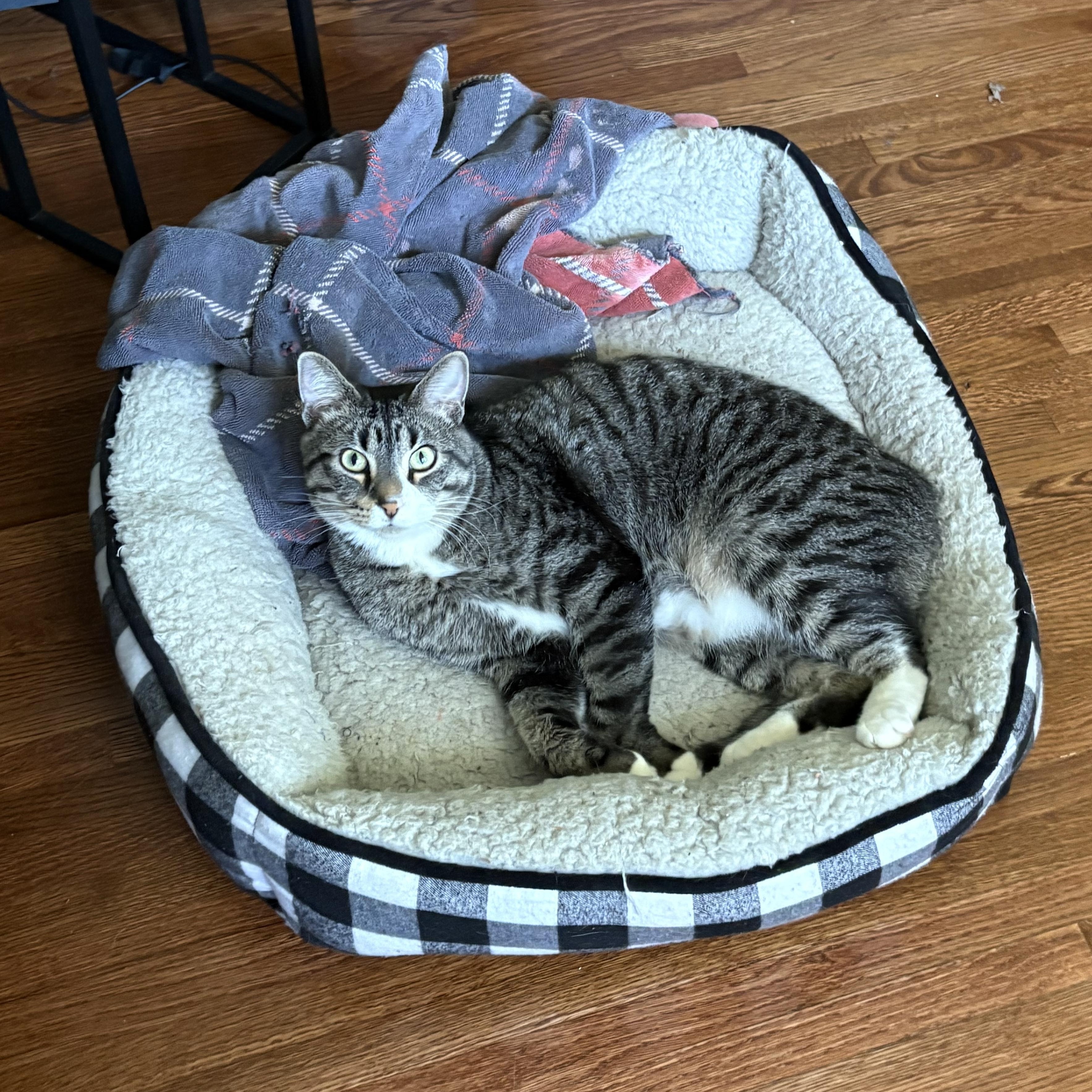 Toe Beans, a Adoptable Domestic Short Hair in New Brighton, MN image 5/6