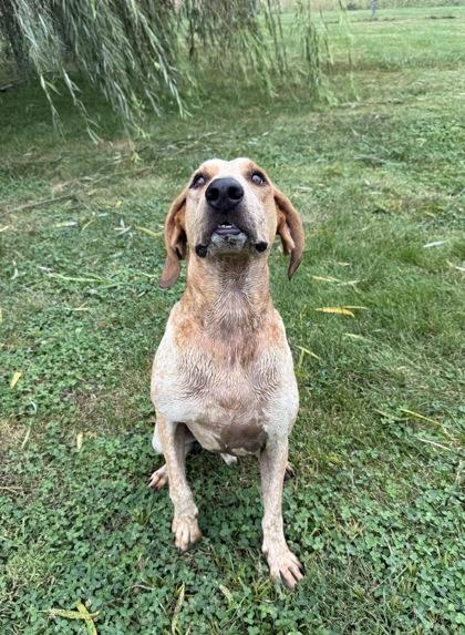Enlarge Stefan, a Adoptable mixed breed in Columbus, IN image 1/3