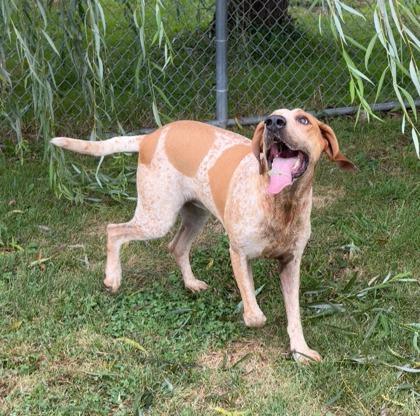 Enlarge Stefan, a Adoptable mixed breed in Columbus, IN image 2/3