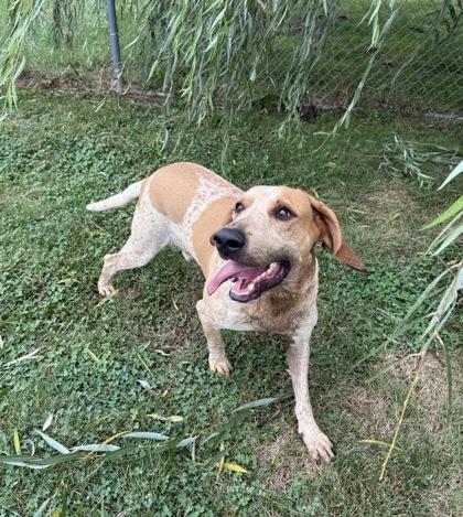 Enlarge Stefan, a Adoptable mixed breed in Columbus, IN image 3/3