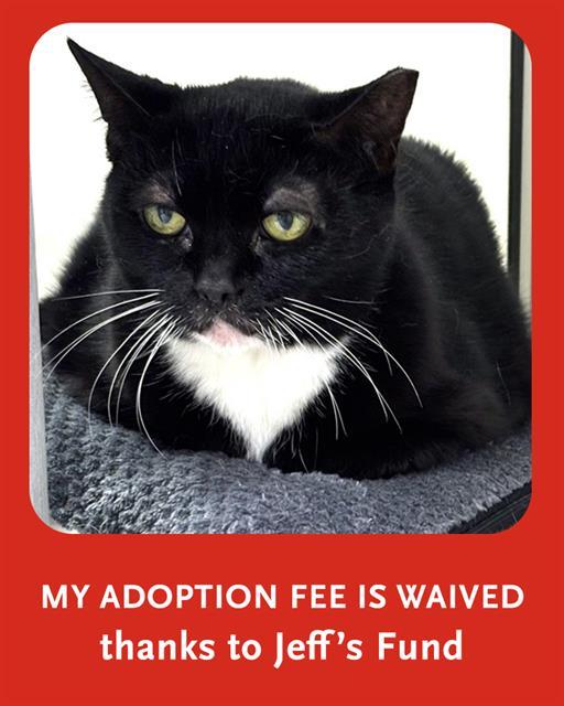ELSA, Adoptable, Adult Female Domestic Short Hair.