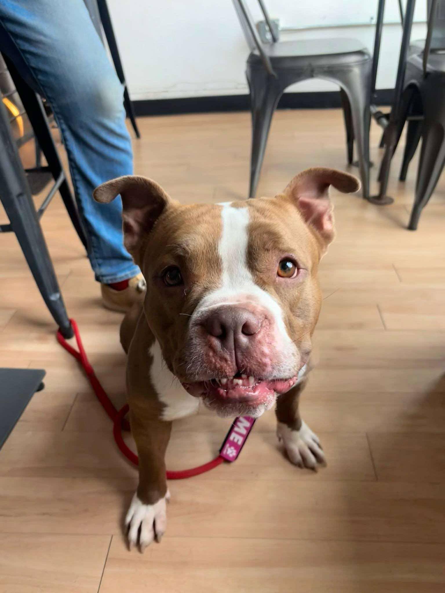 Percy, an adoptable American Staffordshire Terrier, Mixed Breed in Wauwatosa, WI, 53213 | Photo Image 5