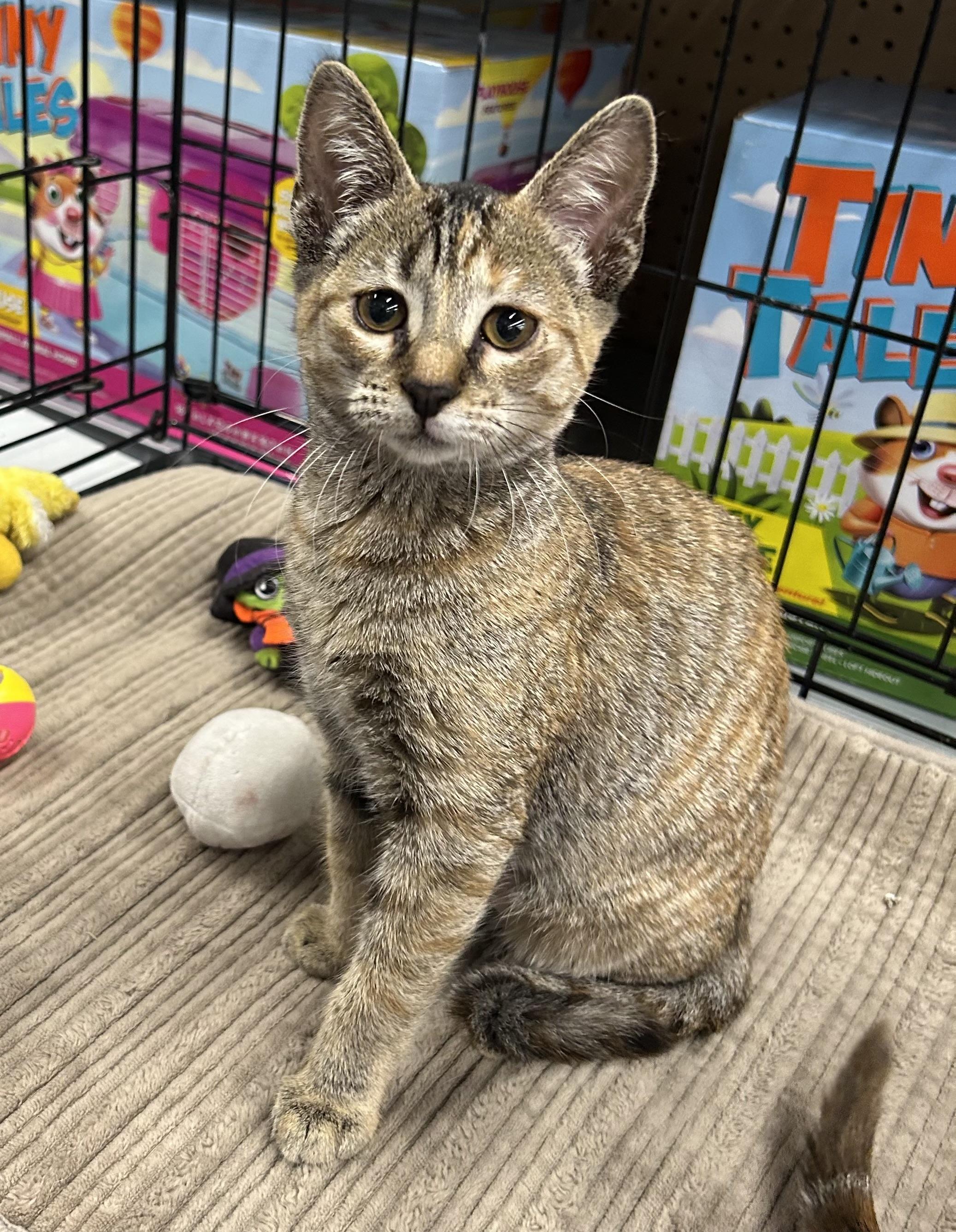 Liberty - Riley Fuzzel Petsmart