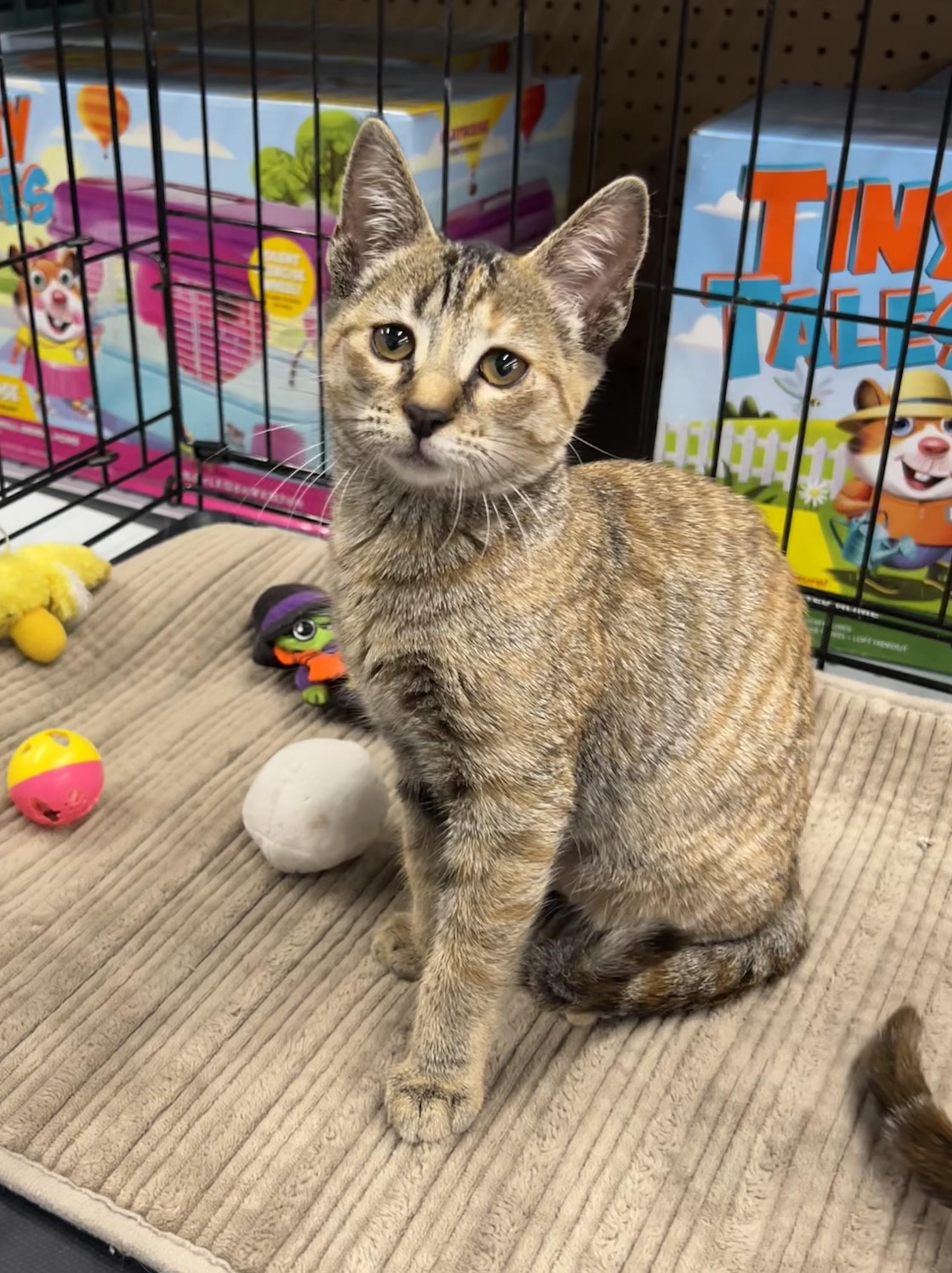 Liberty - Riley Fuzzel Petsmart — thumbnail 2