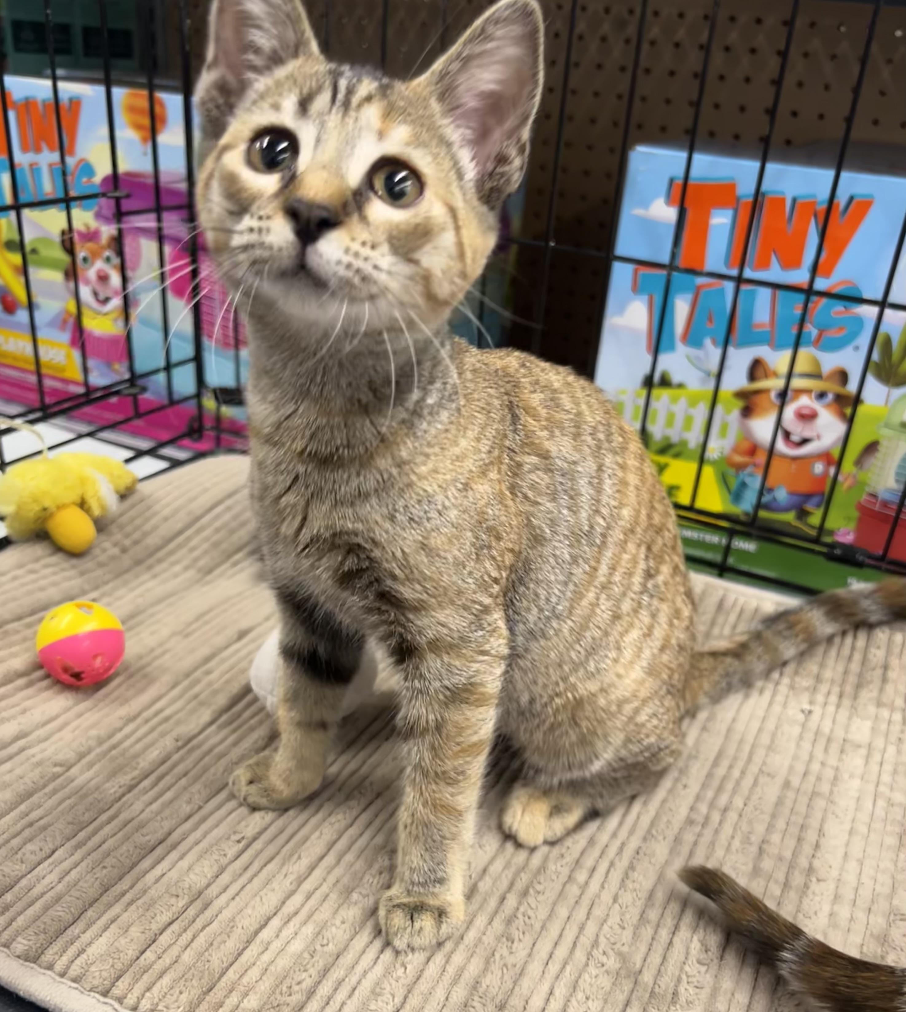 Liberty - Riley Fuzzel Petsmart — thumbnail 3