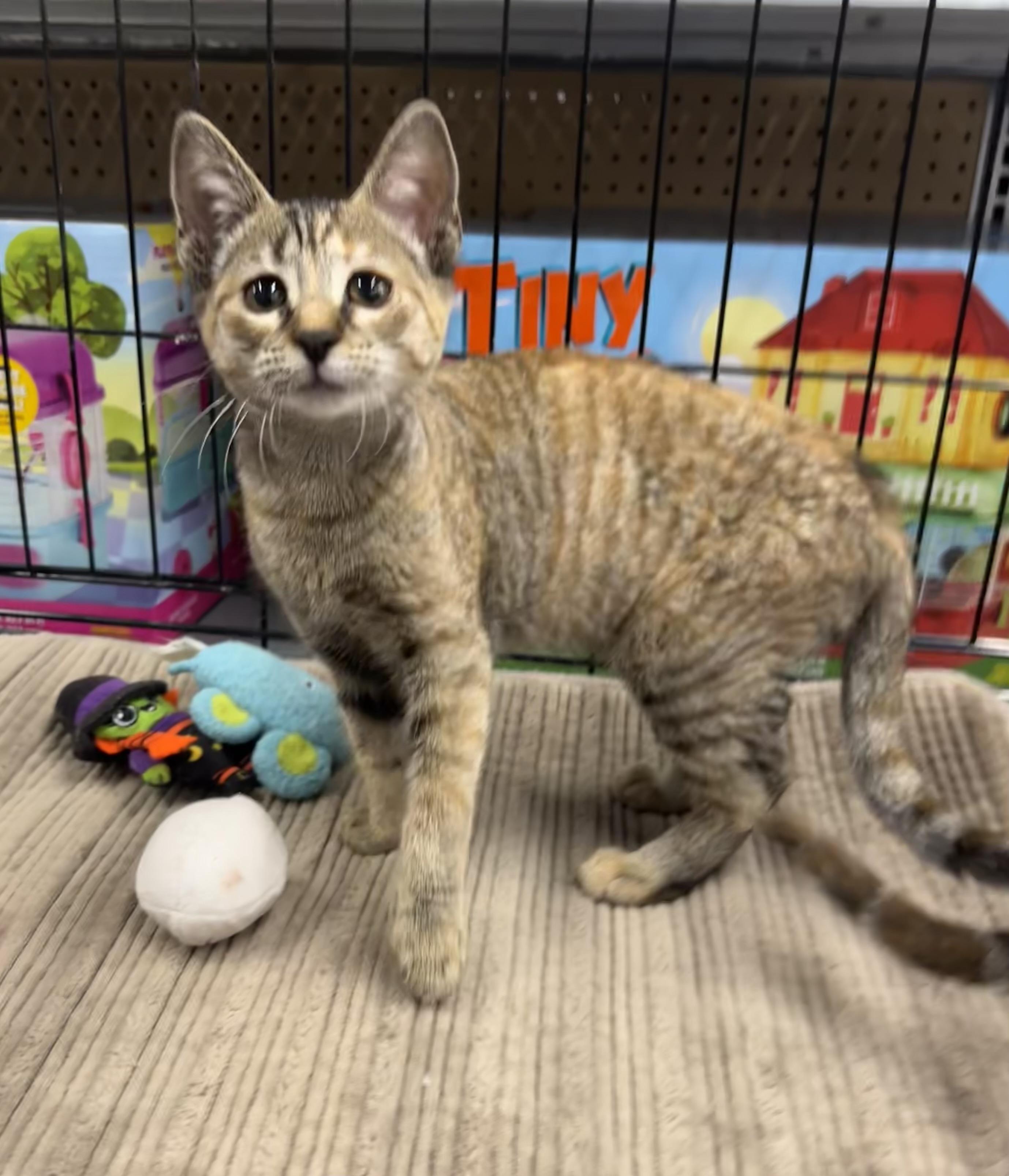 Liberty - Riley Fuzzel Petsmart — thumbnail 4