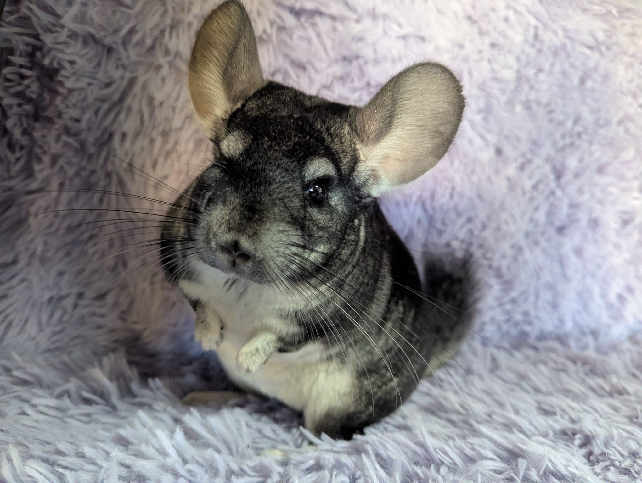 Enlarge Genevieve, an adopted Chinchilla in Fountain Valley, CA image 3/4