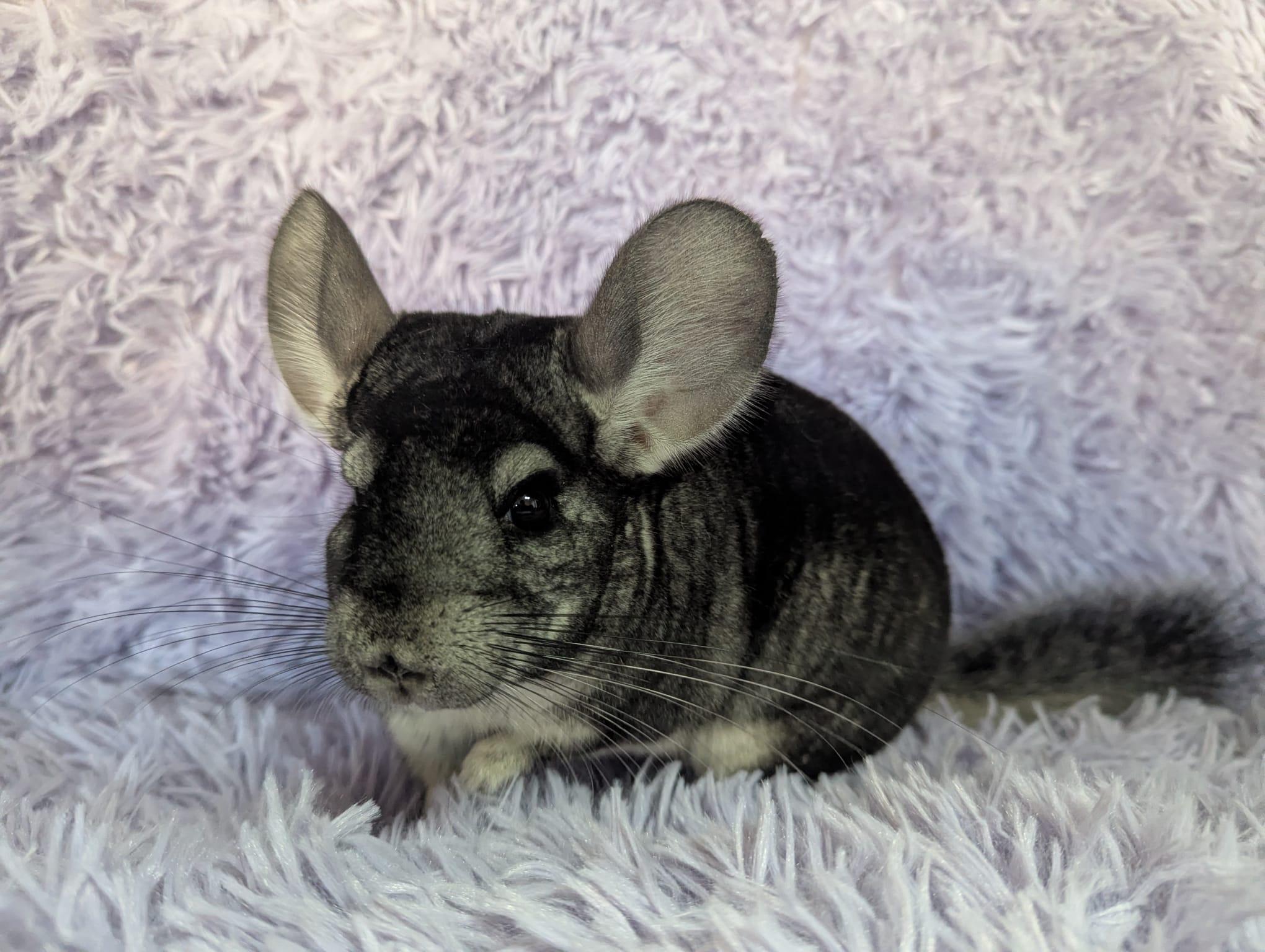 Enlarge Genevieve, an adopted Chinchilla in Fountain Valley, CA image 2/4
