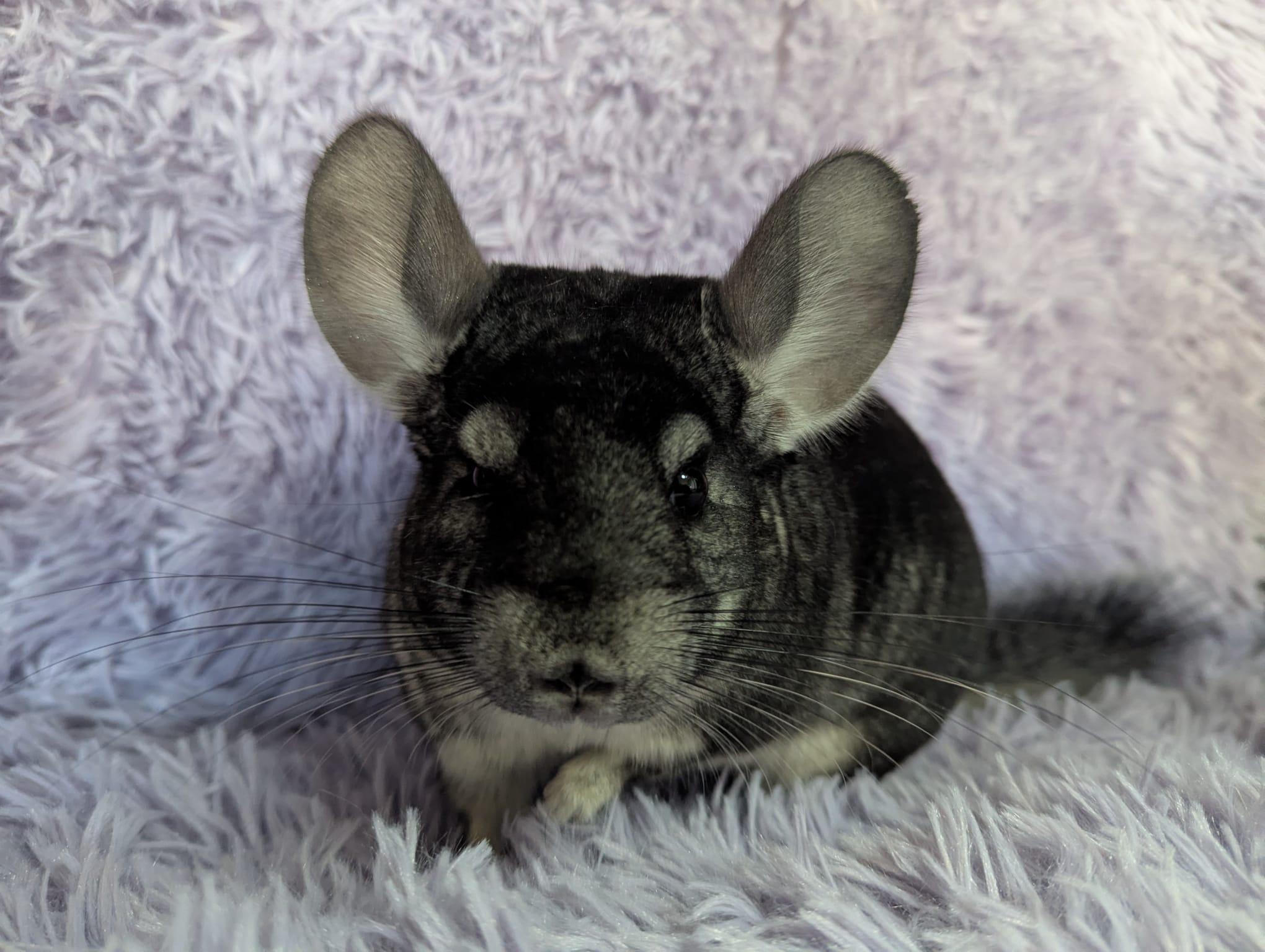 Enlarge Genevieve, an adopted Chinchilla in Fountain Valley, CA image 1/4