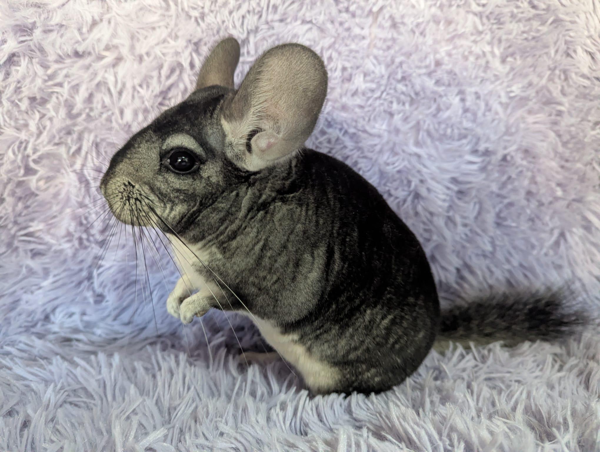 Enlarge Genevieve, an adopted Chinchilla in Fountain Valley, CA image 4/4