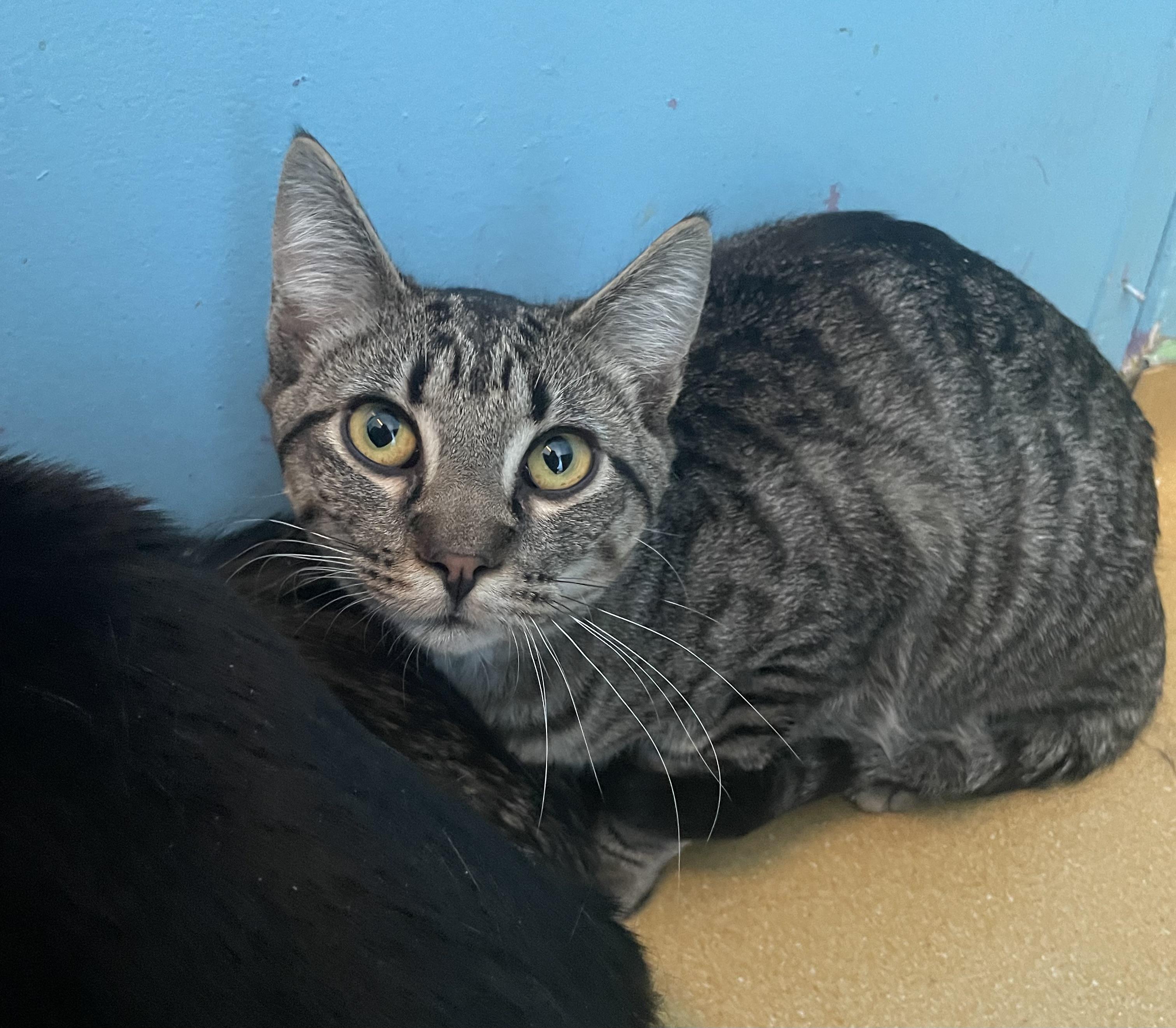 Enlarge Alder/Hagrid, a ADOPTABLE Domestic Short Hair in Hudson, NY image 1/1