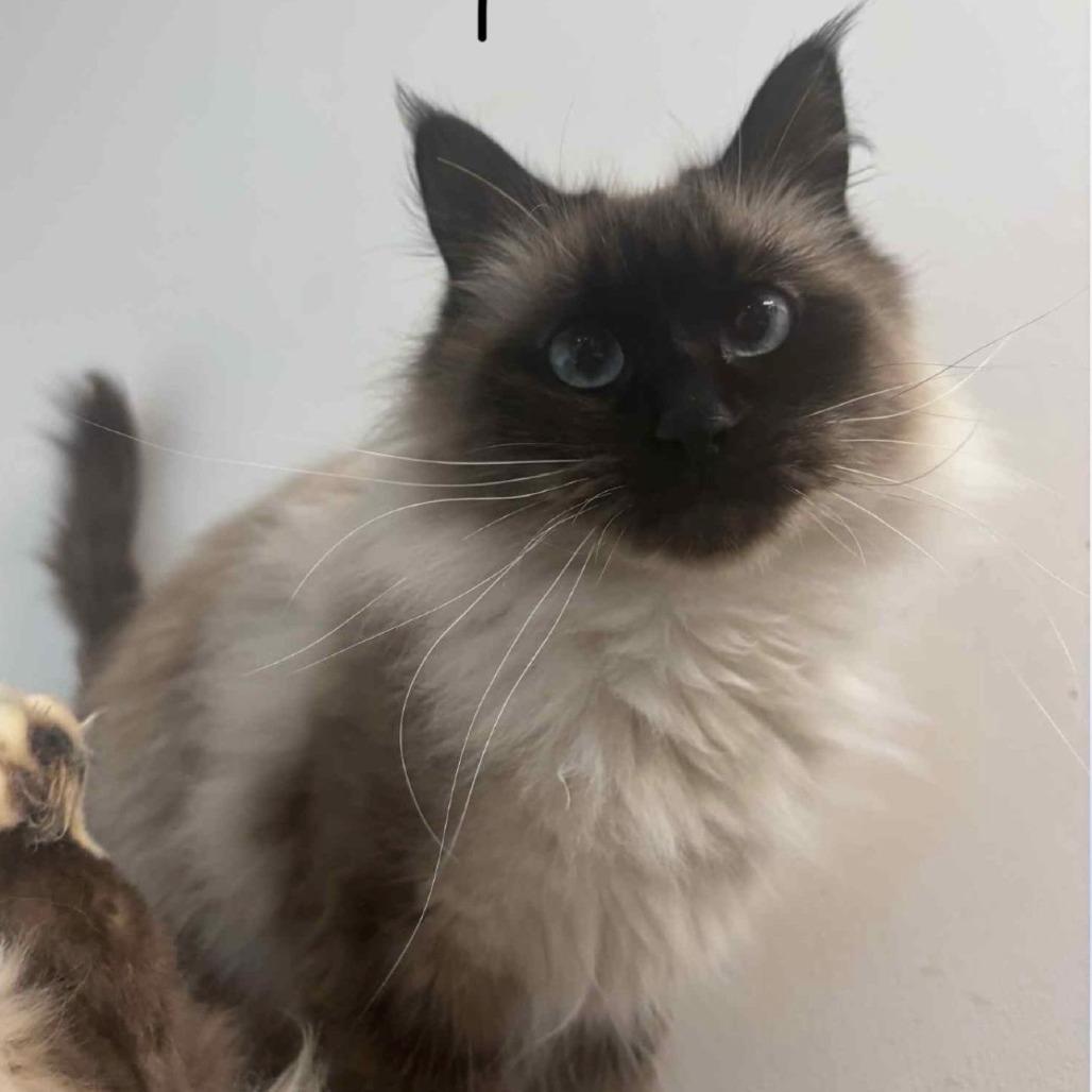 Priscilla Jane, Adoptable, Adult Female Himalayan & Siamese.