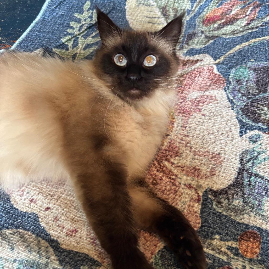 Enlarge Priscilla Jane, a Adoptable mixed breed in Woodbury, NJ image 2/2