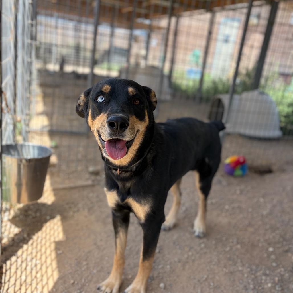 Missy, Adoptable, Adult Female Cattle Dog.