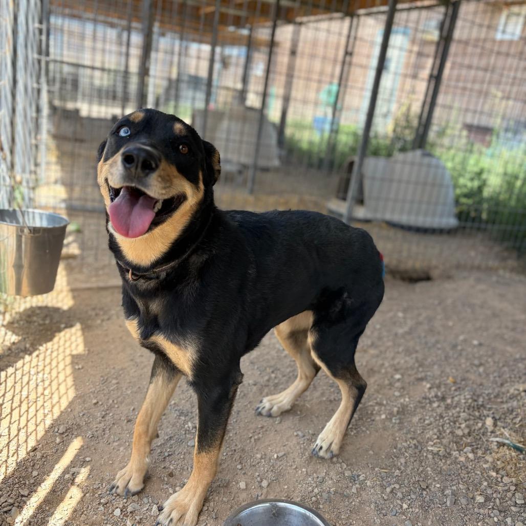 Enlarge Missy, a Adoptable Cattle Dog in Taos, NM image 2/2