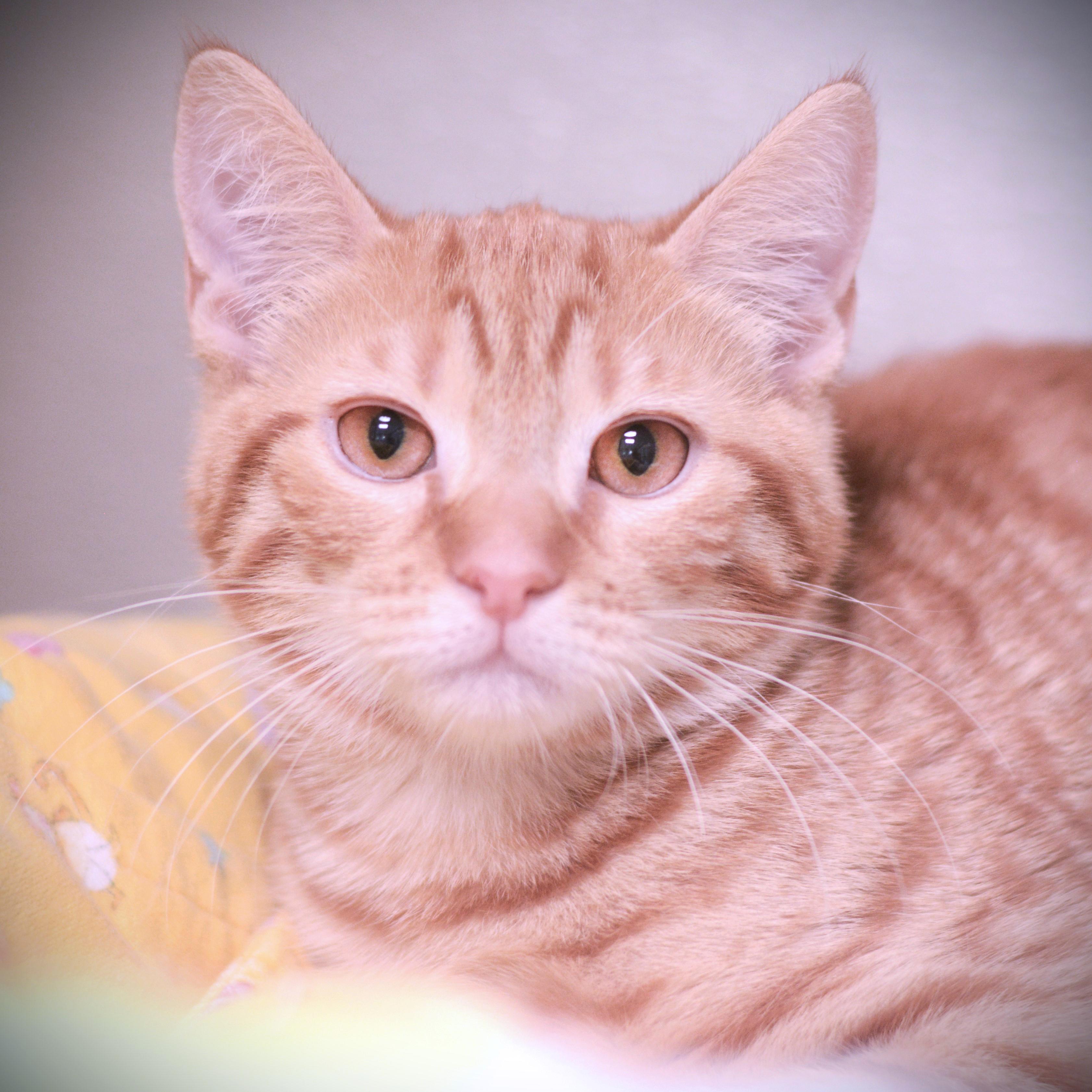 Enlarge Avocado, an adopted Domestic Short Hair in Amsterdam, NY image 1/1