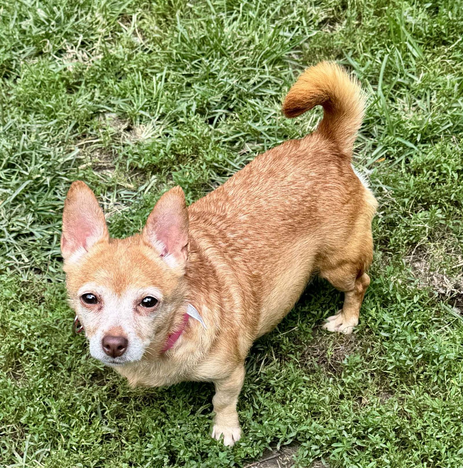 Nana, Adoptable, Adult Female Chihuahua.