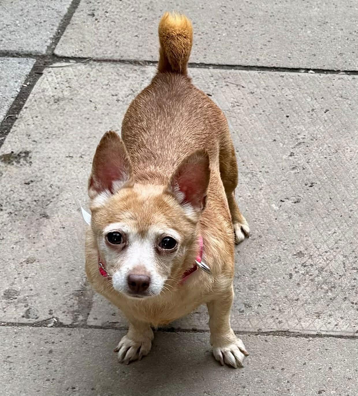 Nana, a Adoptable Chihuahua in Buffalo, NY image 2/2